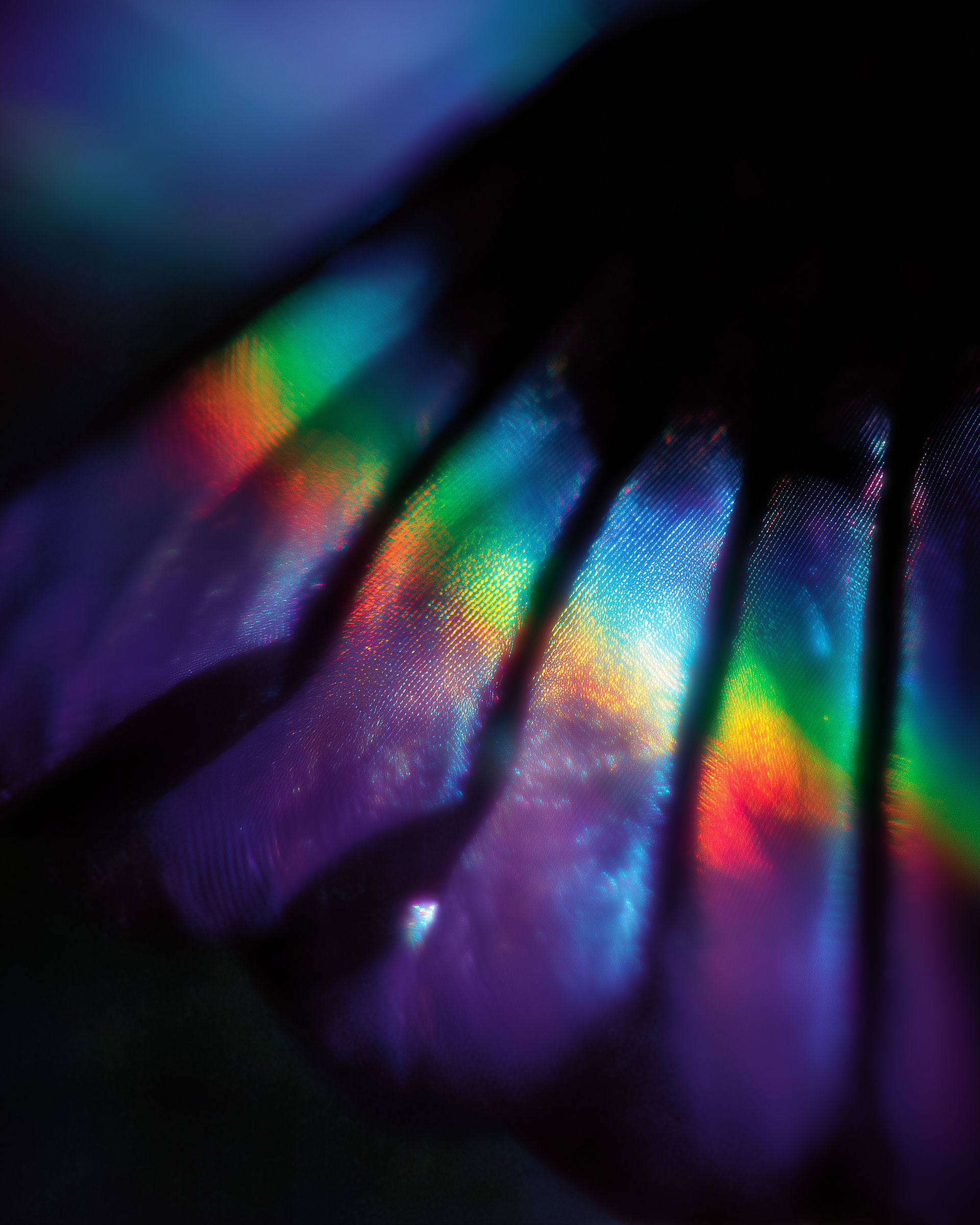 HUMMINGBIRD 5.png