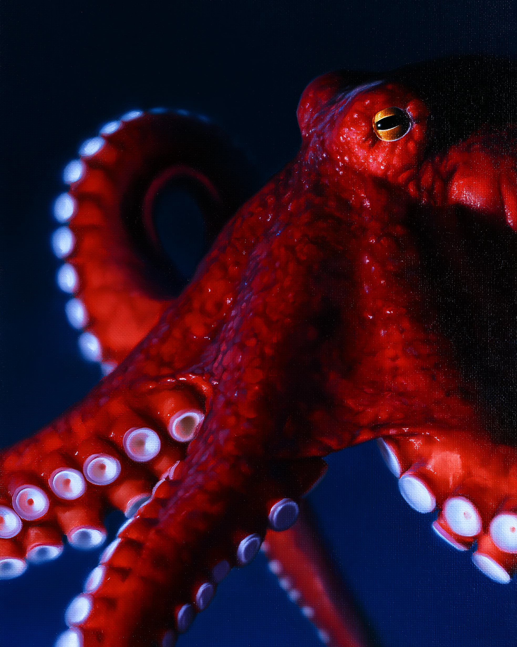 OCTOPUS 7.png