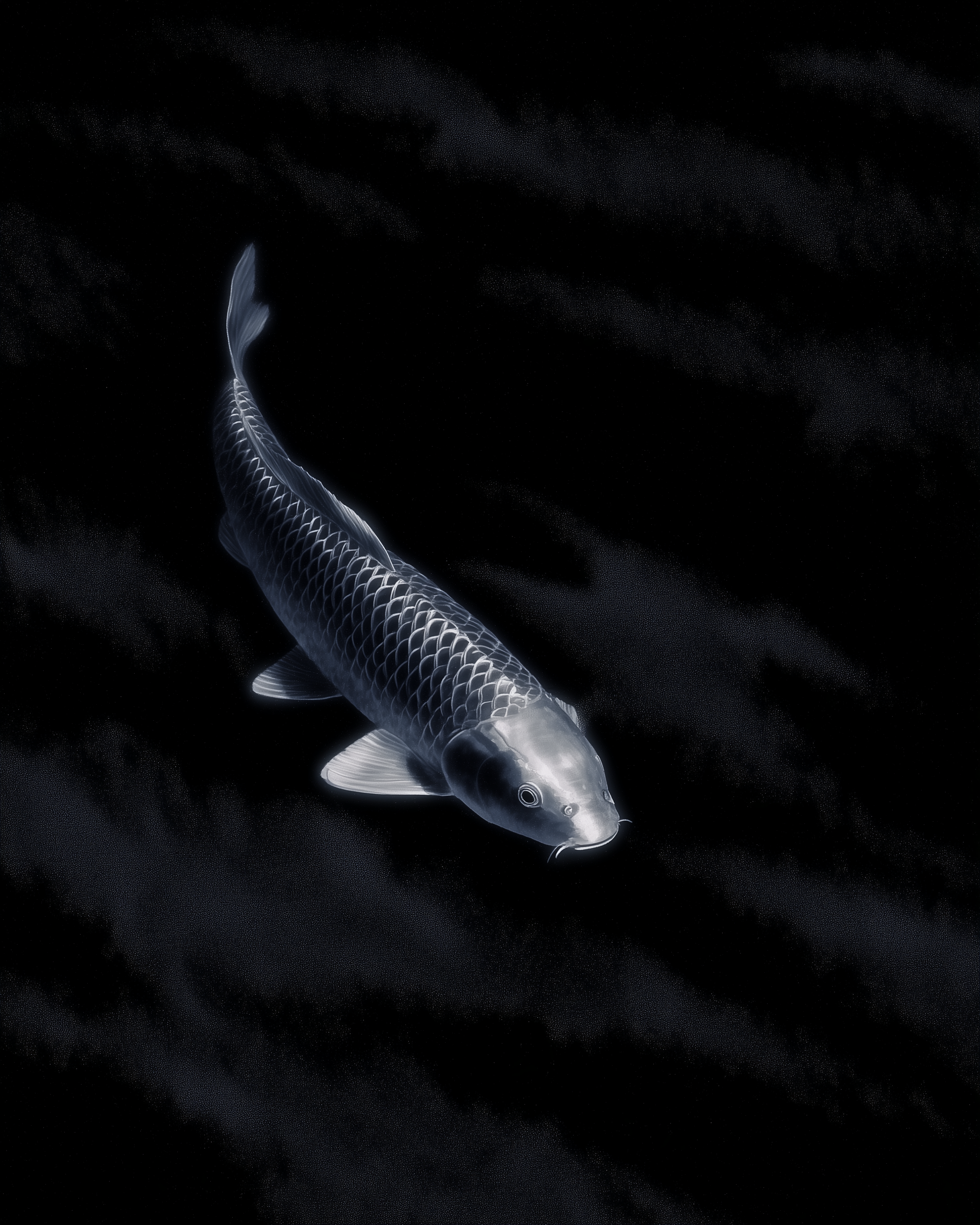 CARP 5.png