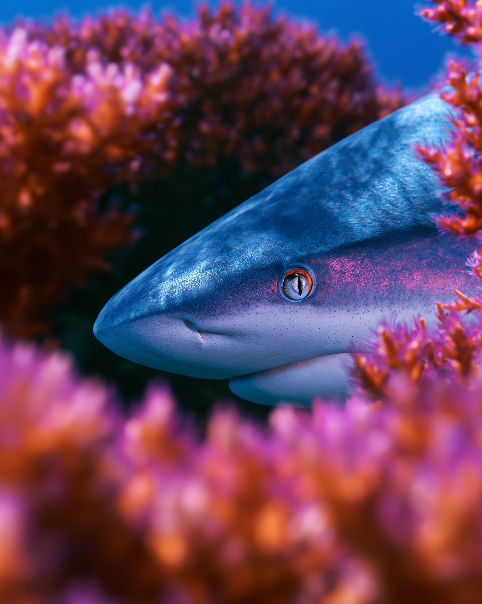 Shark