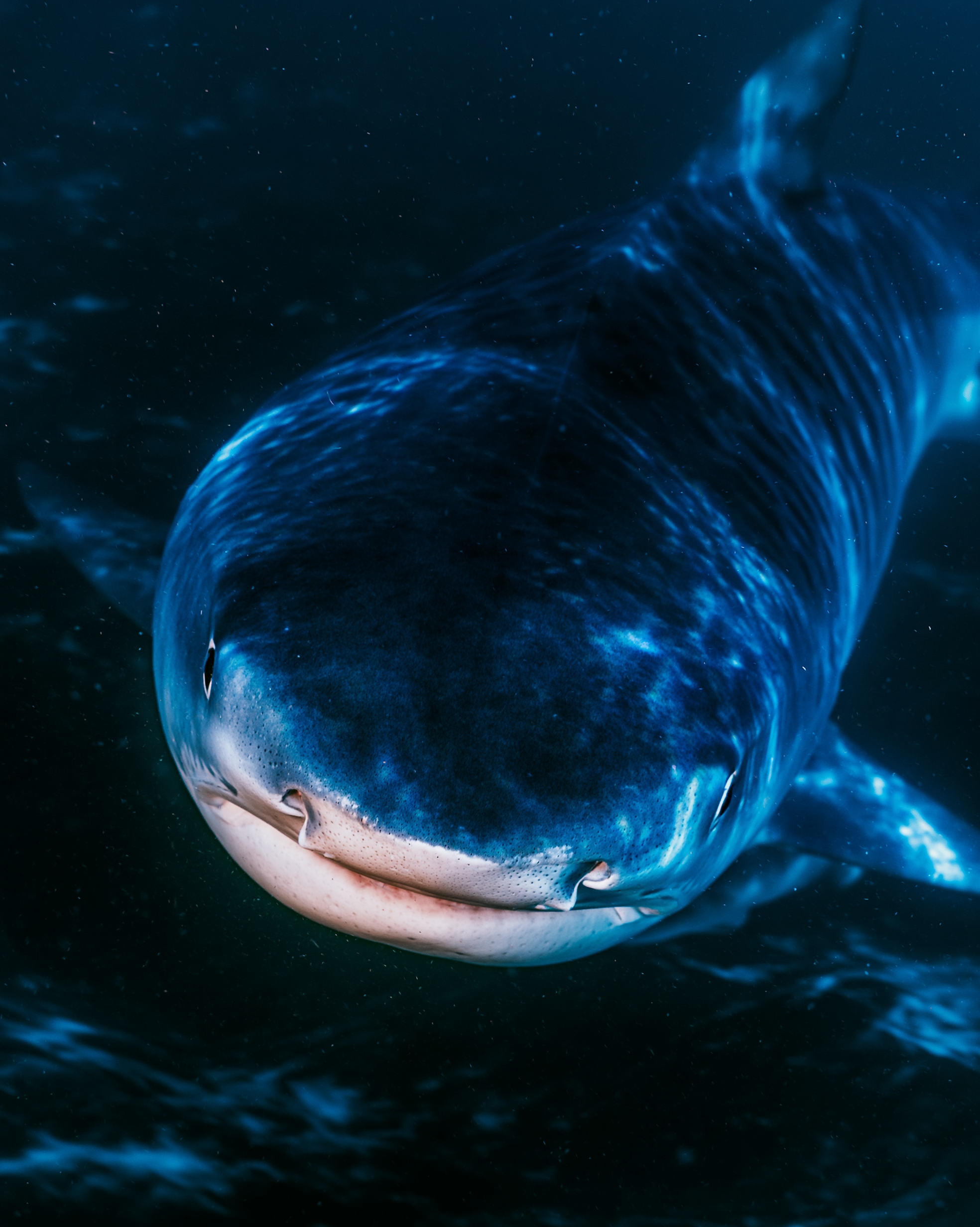 SHARK 13.png