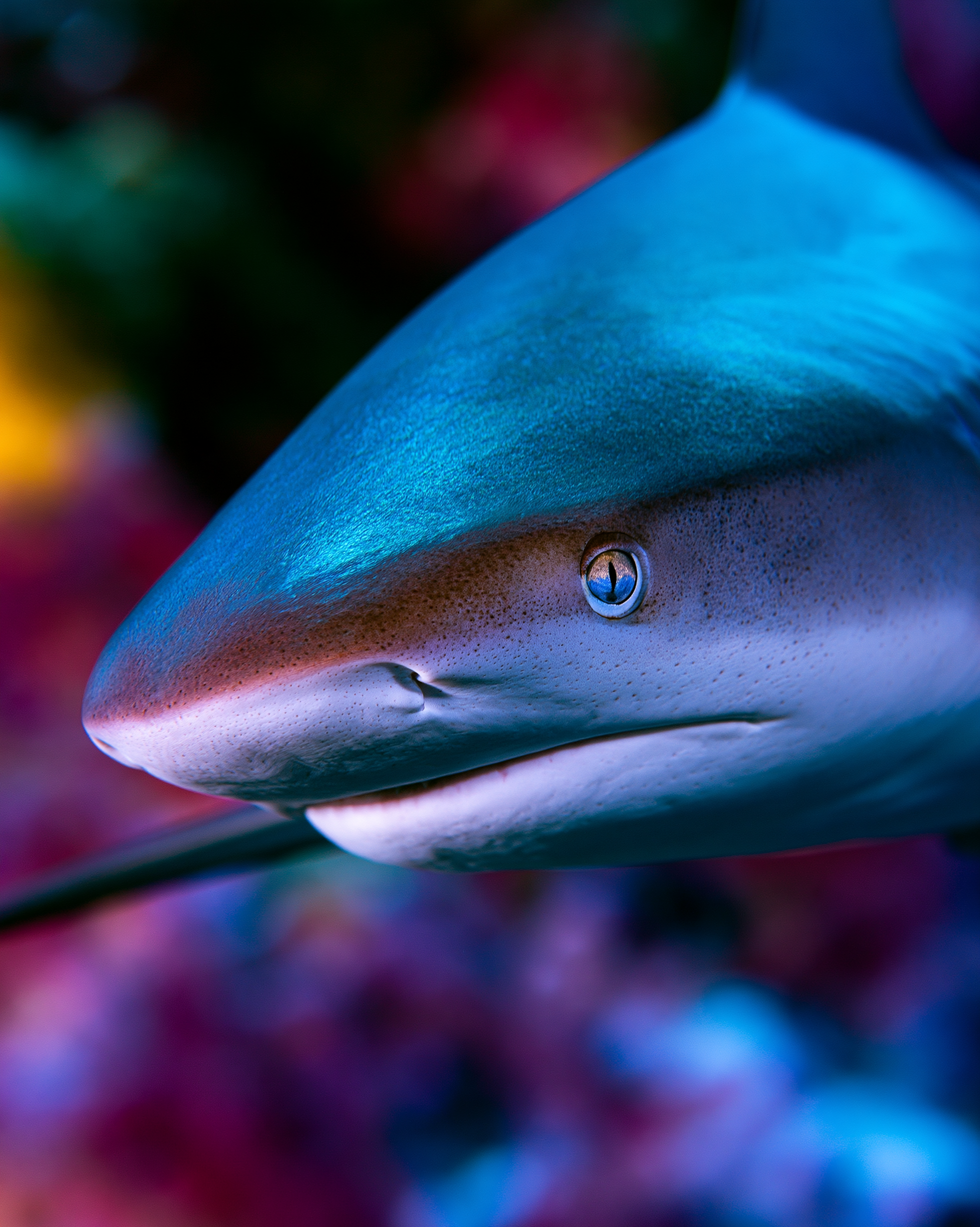 SHARK 11.png