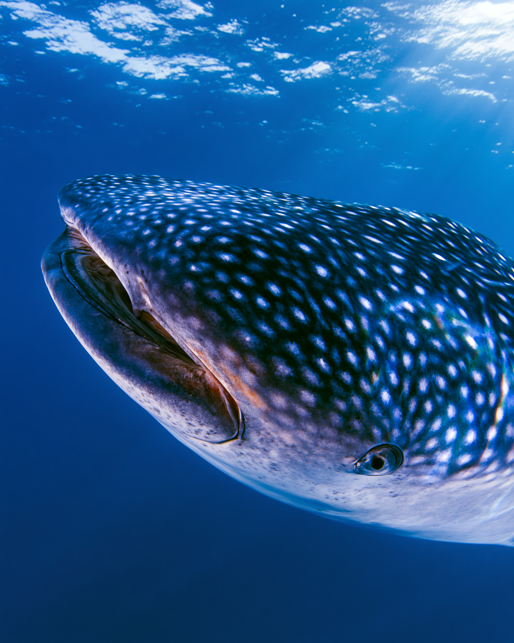 SHARK 15.png