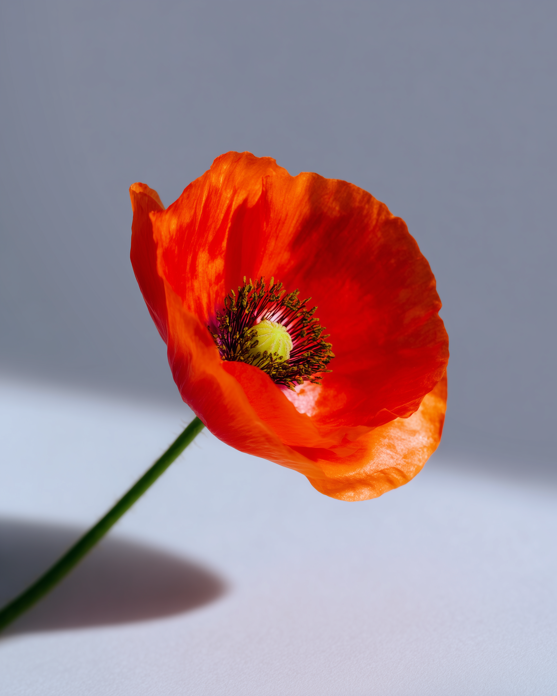 POPPIES 9.png