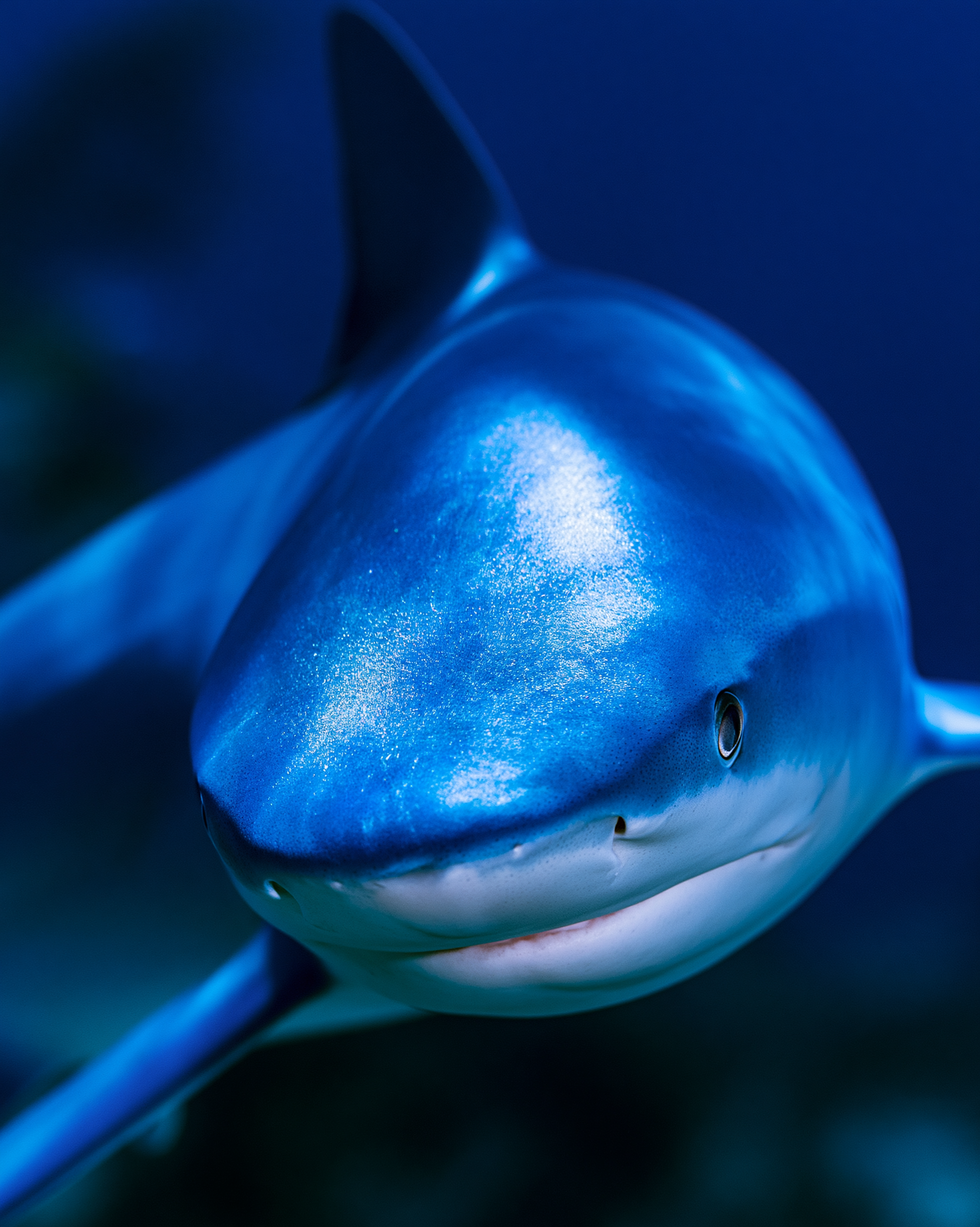SHARK 3.png