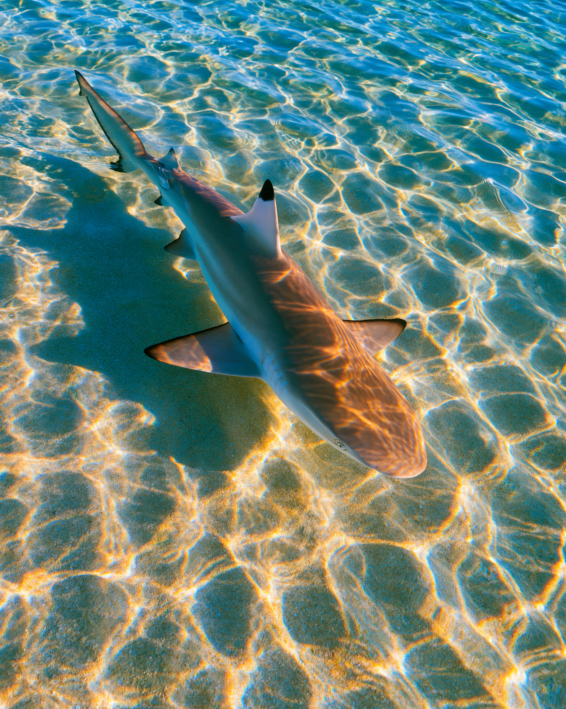 SHARK 1.png