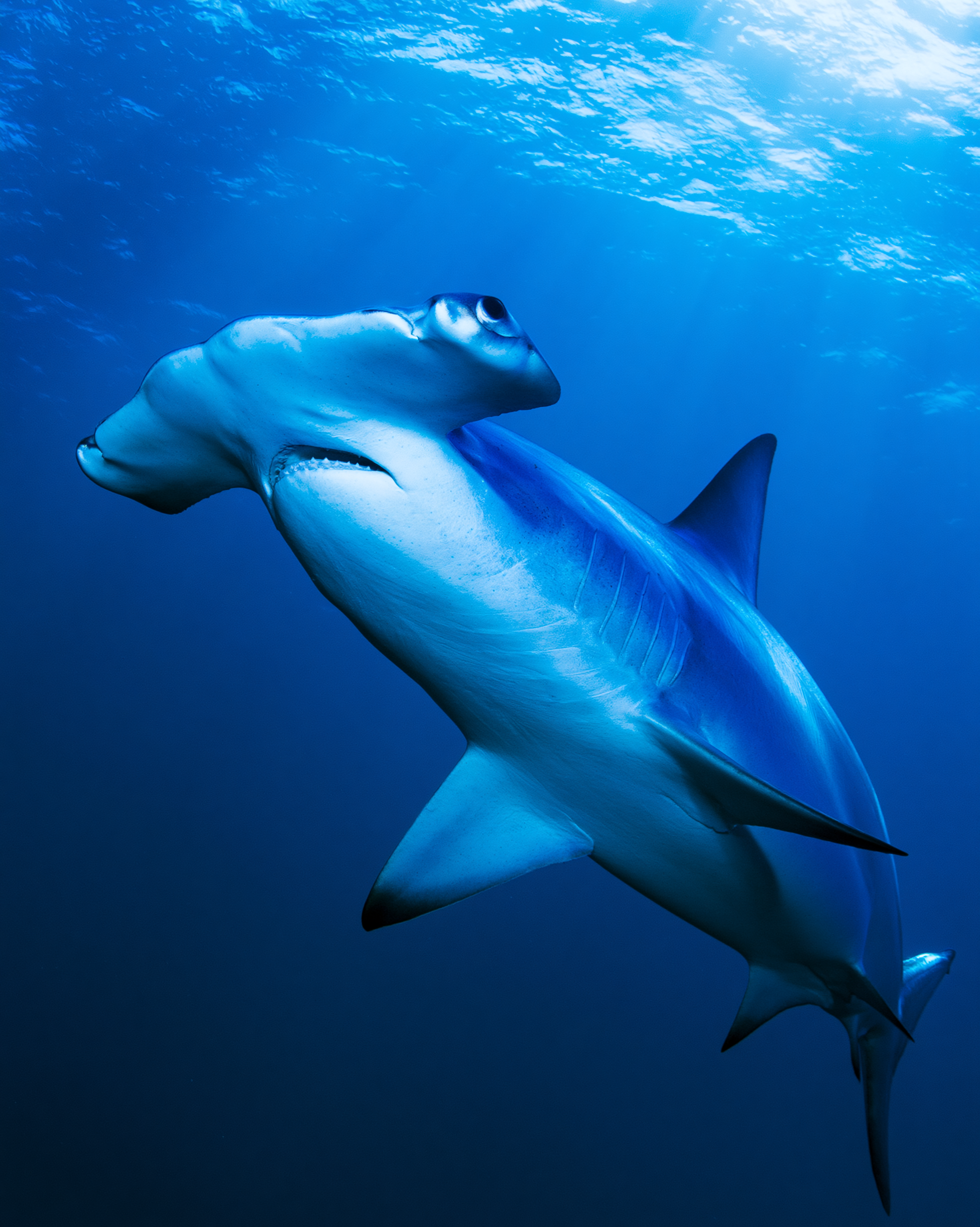SHARK 12.png