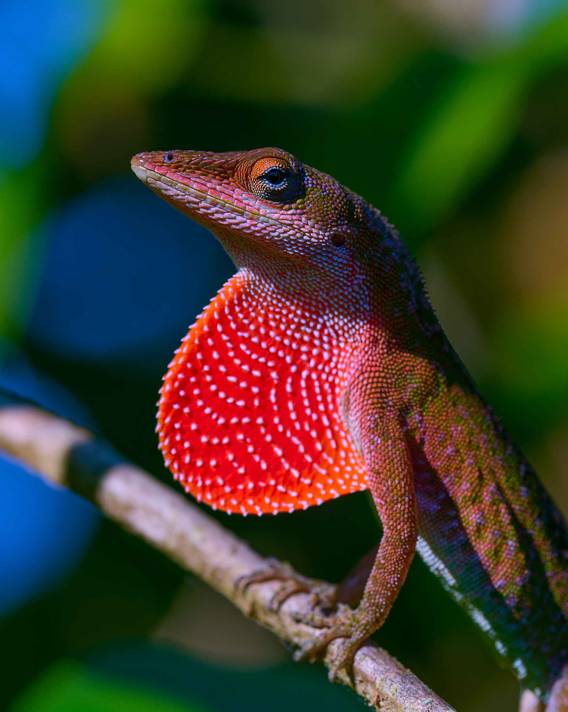 LIZARD 8.png