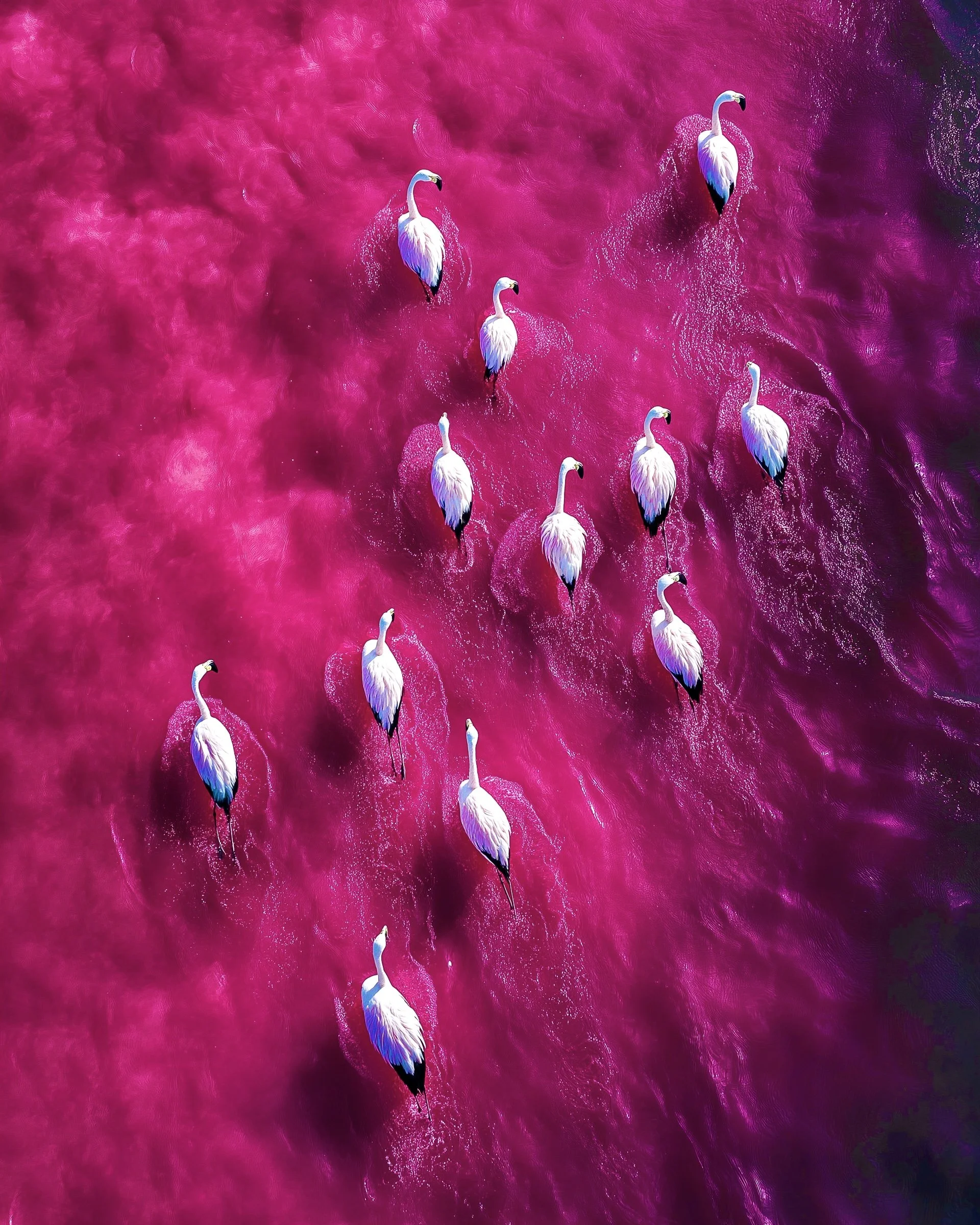 FLAMINGOS AT LAKE MAHARLOO 3.jpg