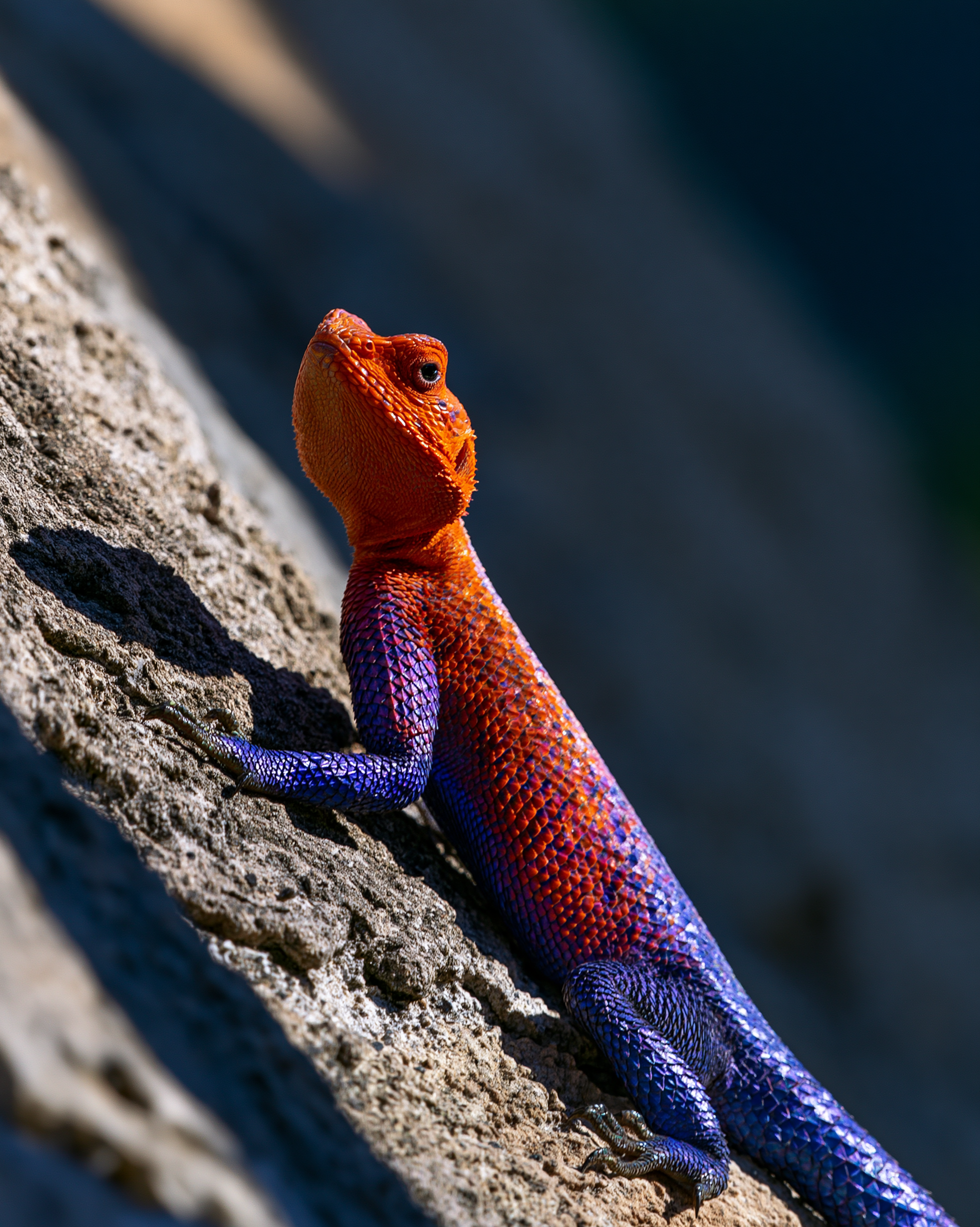 LIZARD 1.png