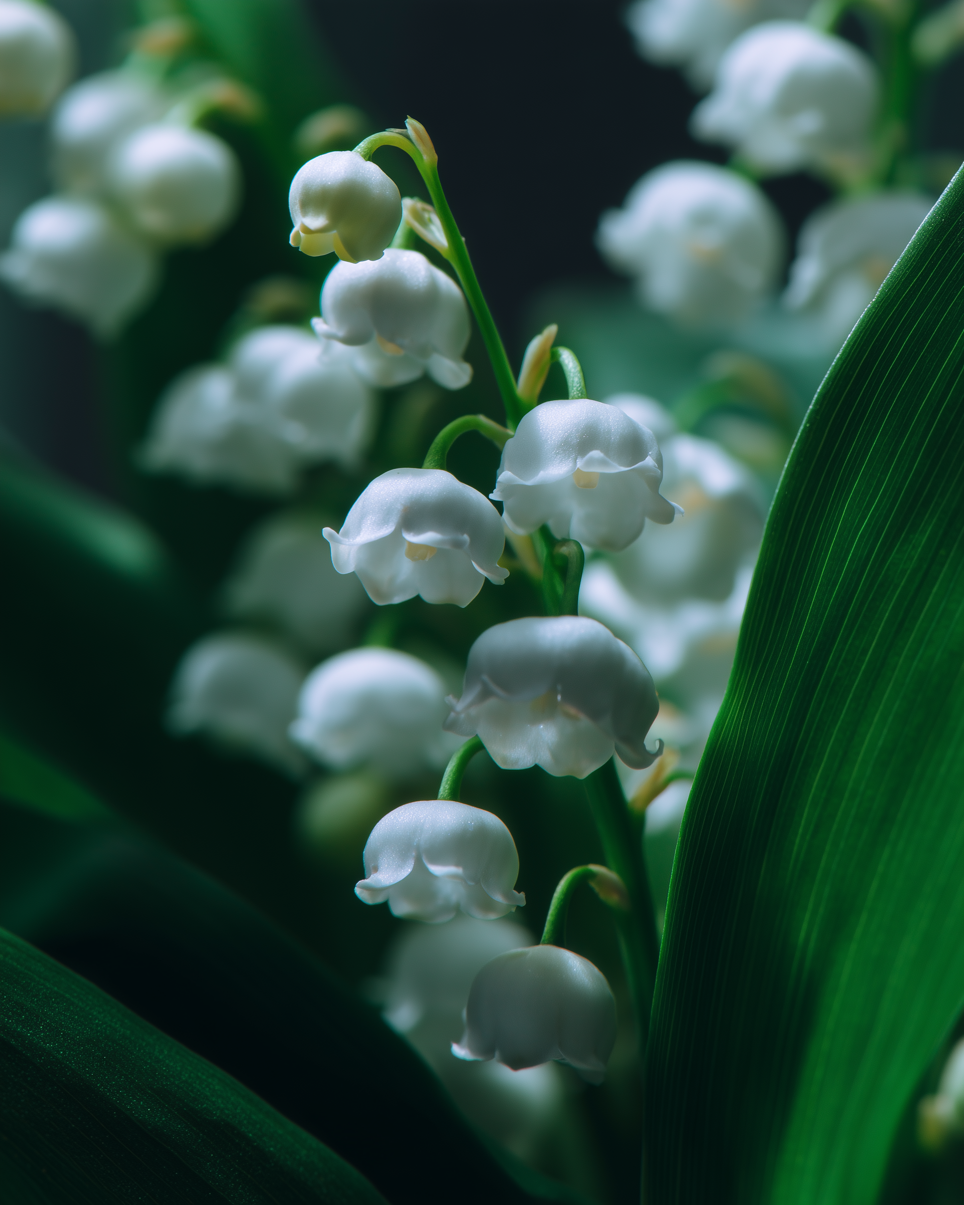 LILIES OF THE VALLEY 1.png