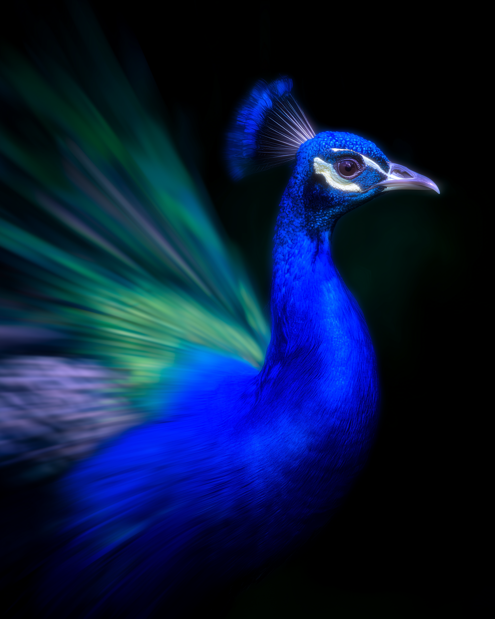 PEACOCK 5.png