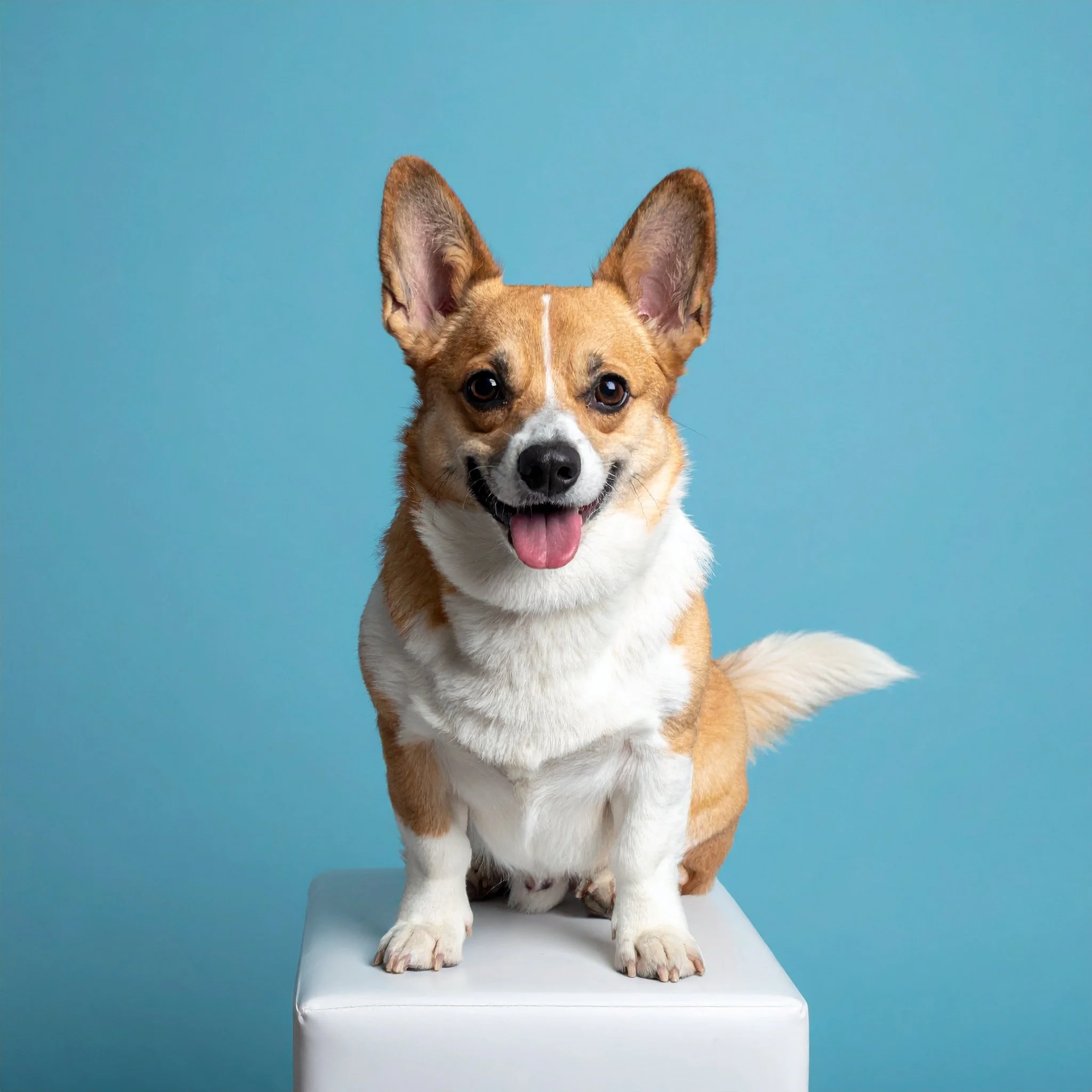 Neuroplastizität beim Hund – Wie das Nervensystem Heilung lernt