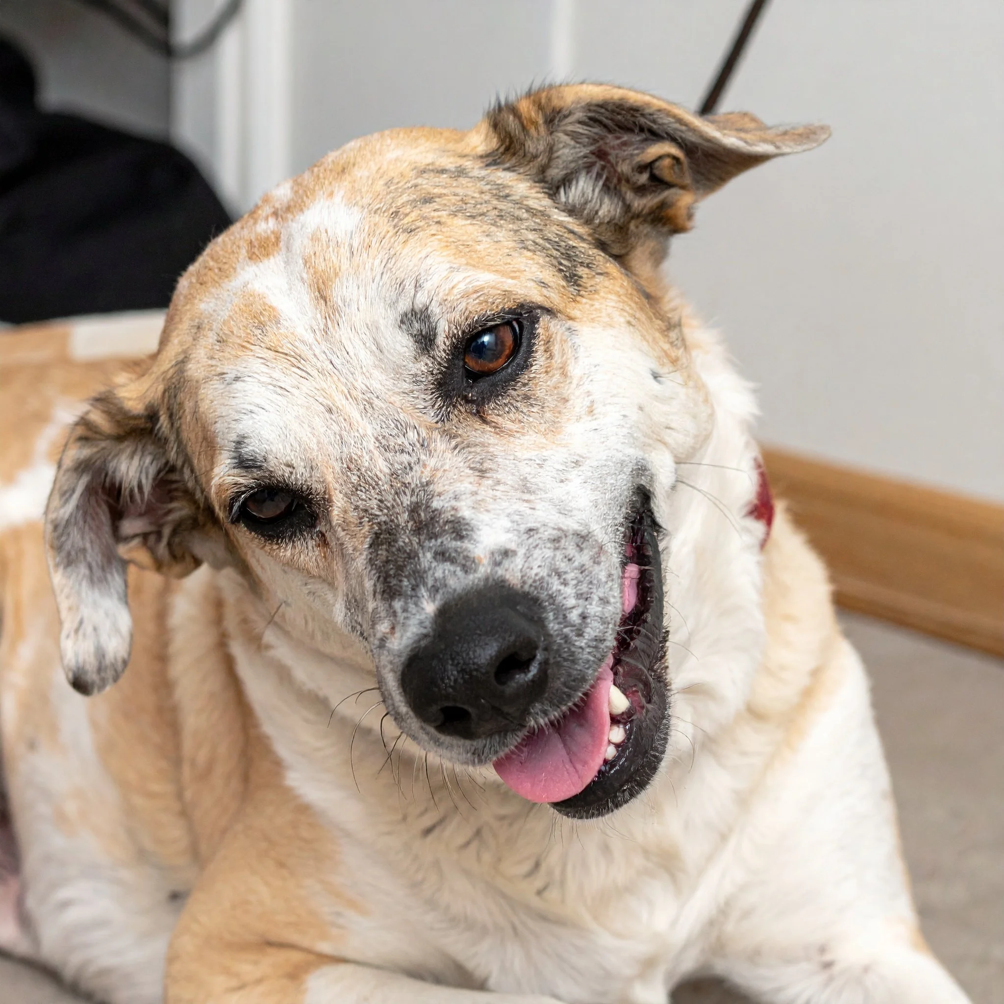 Long-COVID-ähnliche Erschöpfung beim Hund? Was wir aus der Humanmedizin lernen