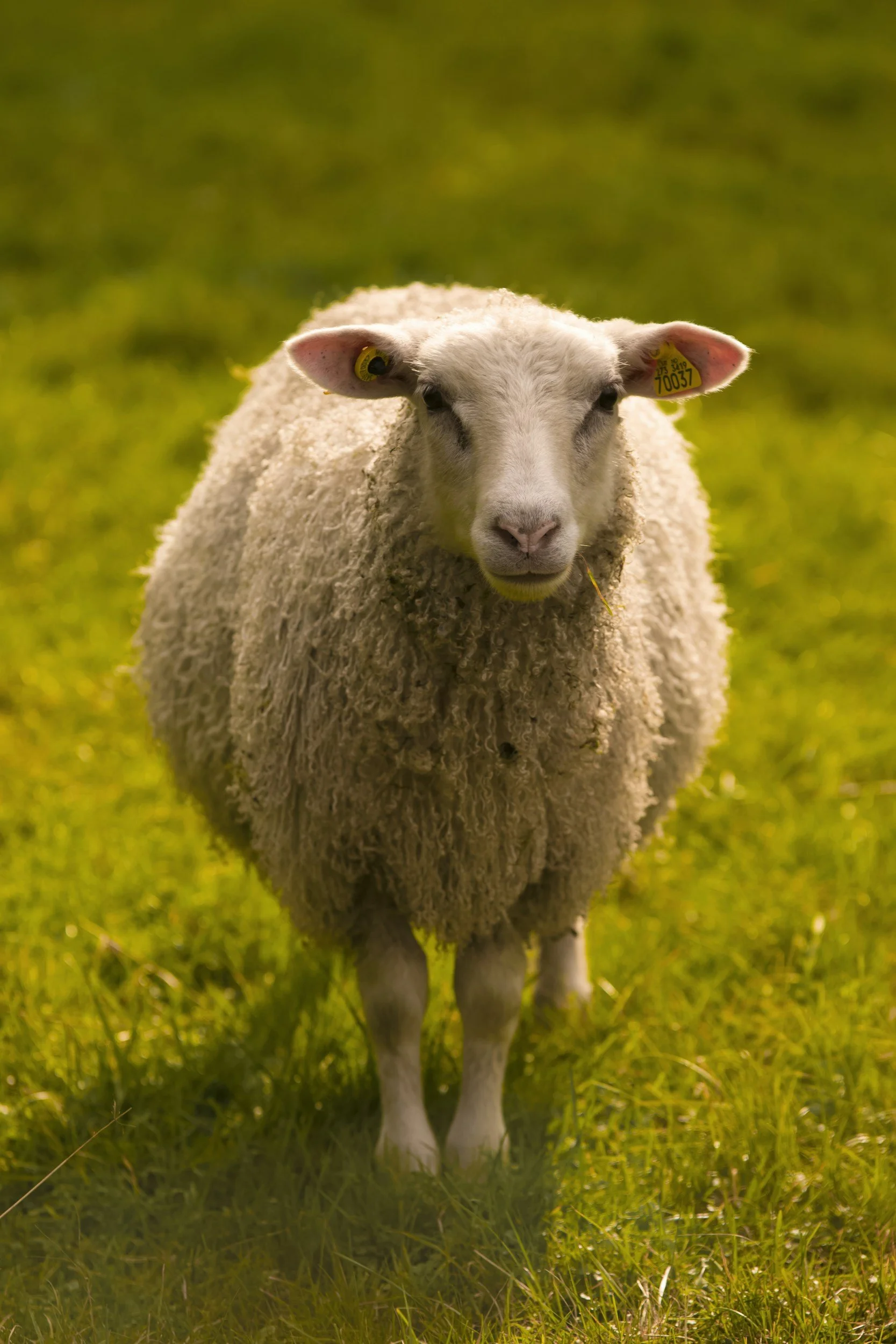 A sheep standing on green grass with yellow flowers, facing forward.