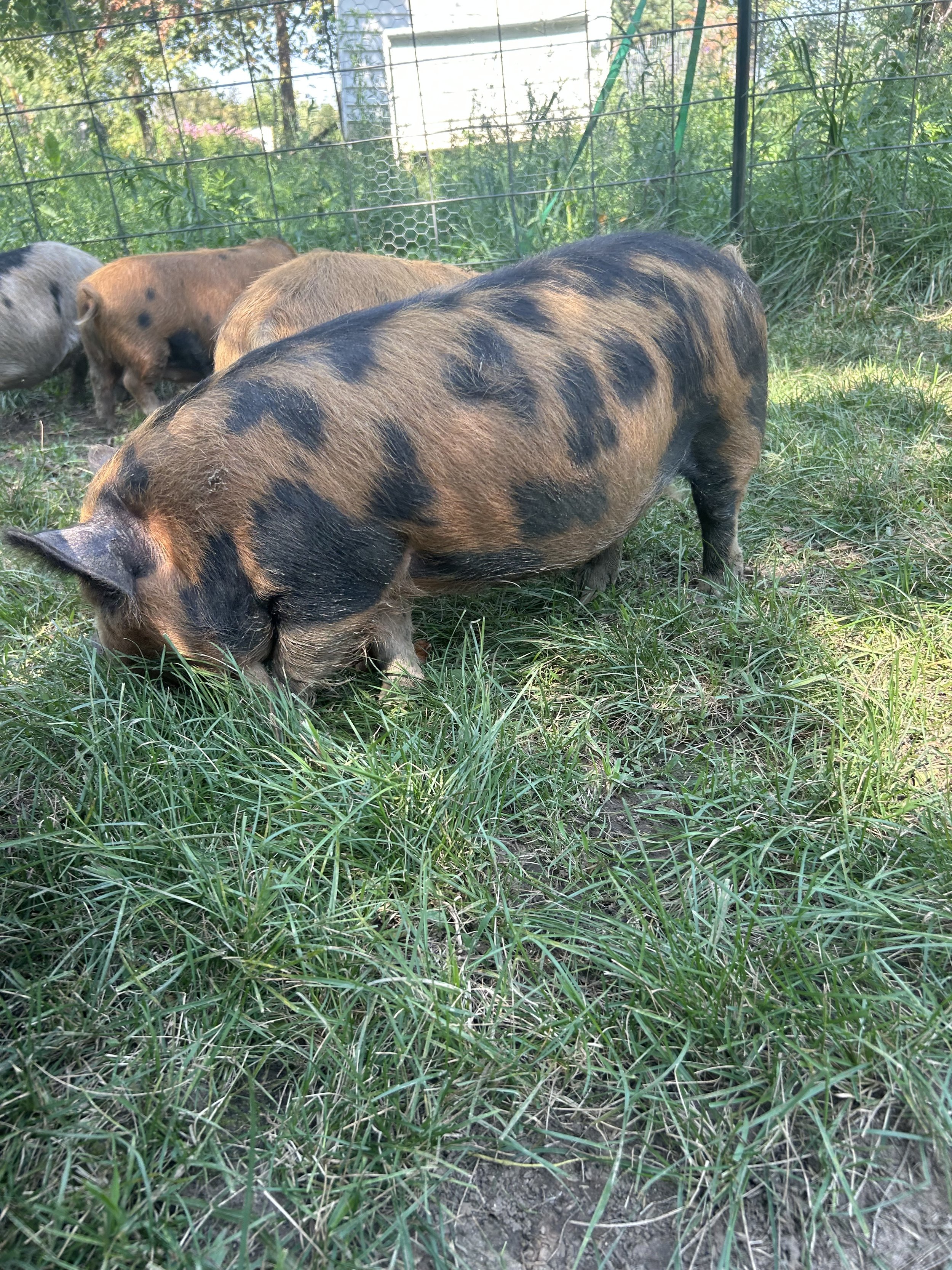 Several pigs grazing and foraging on green grass inside a fenced outdoor area.