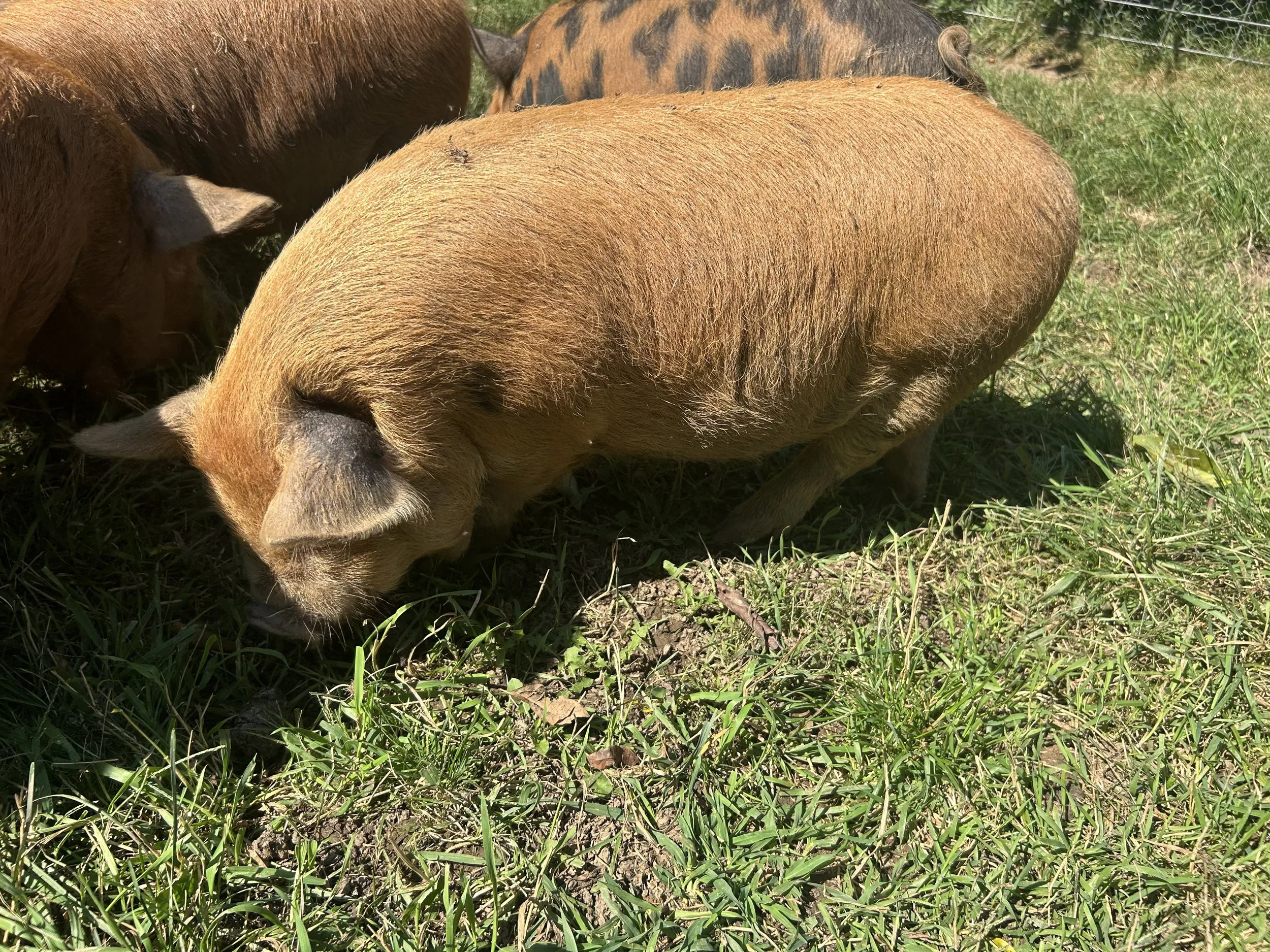 A group of pigs grazing on grass in a field.