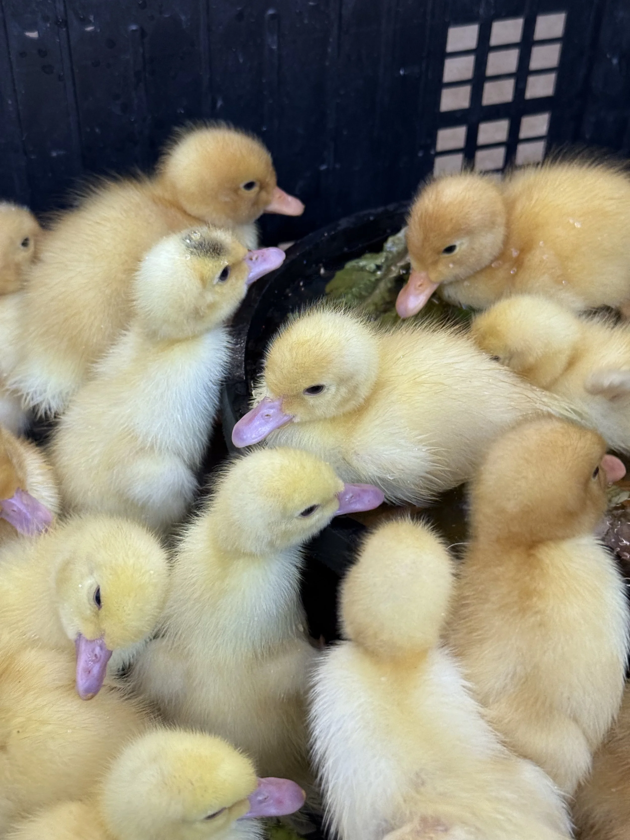 ducklings.jpg