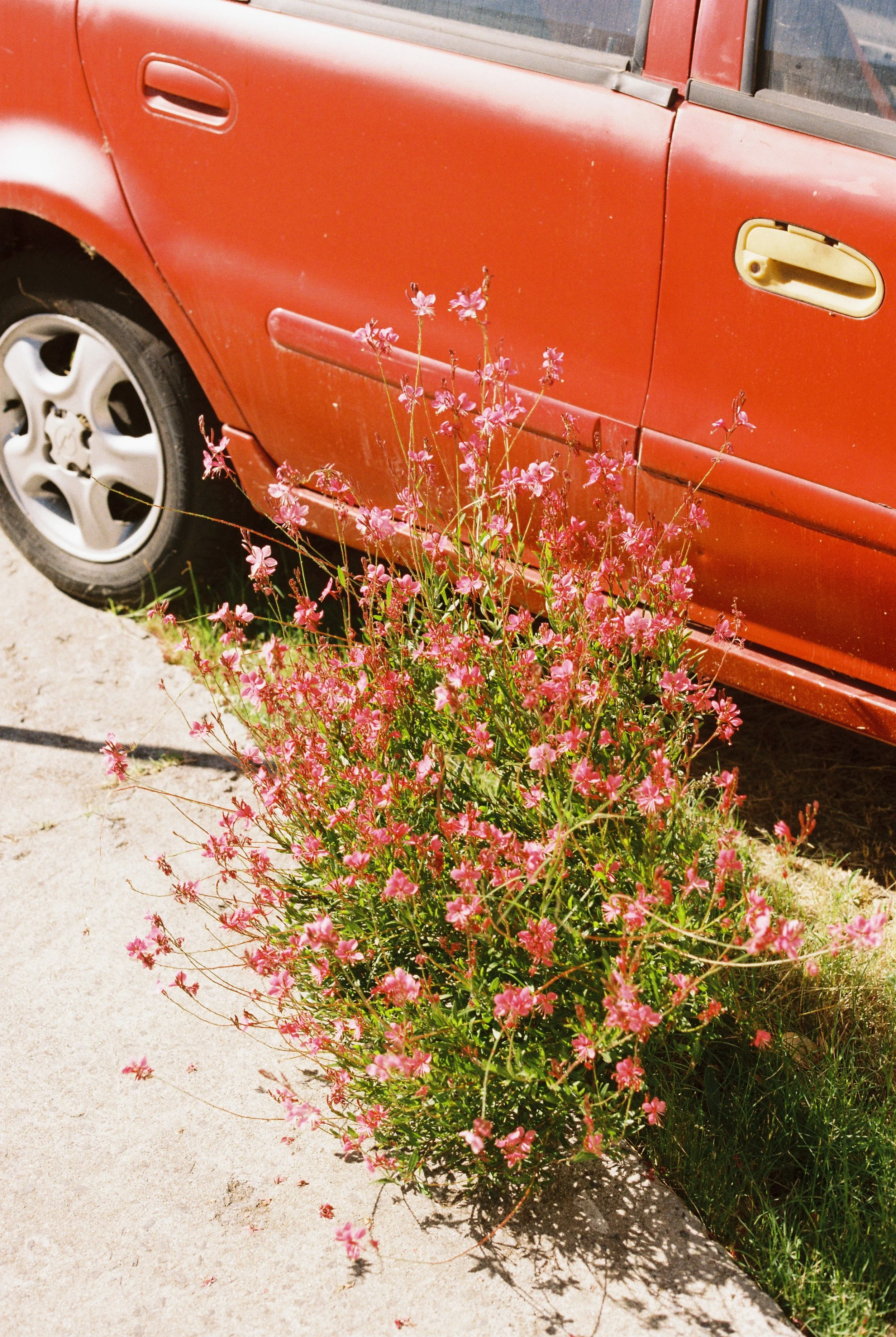 Red Flower 2.JPG