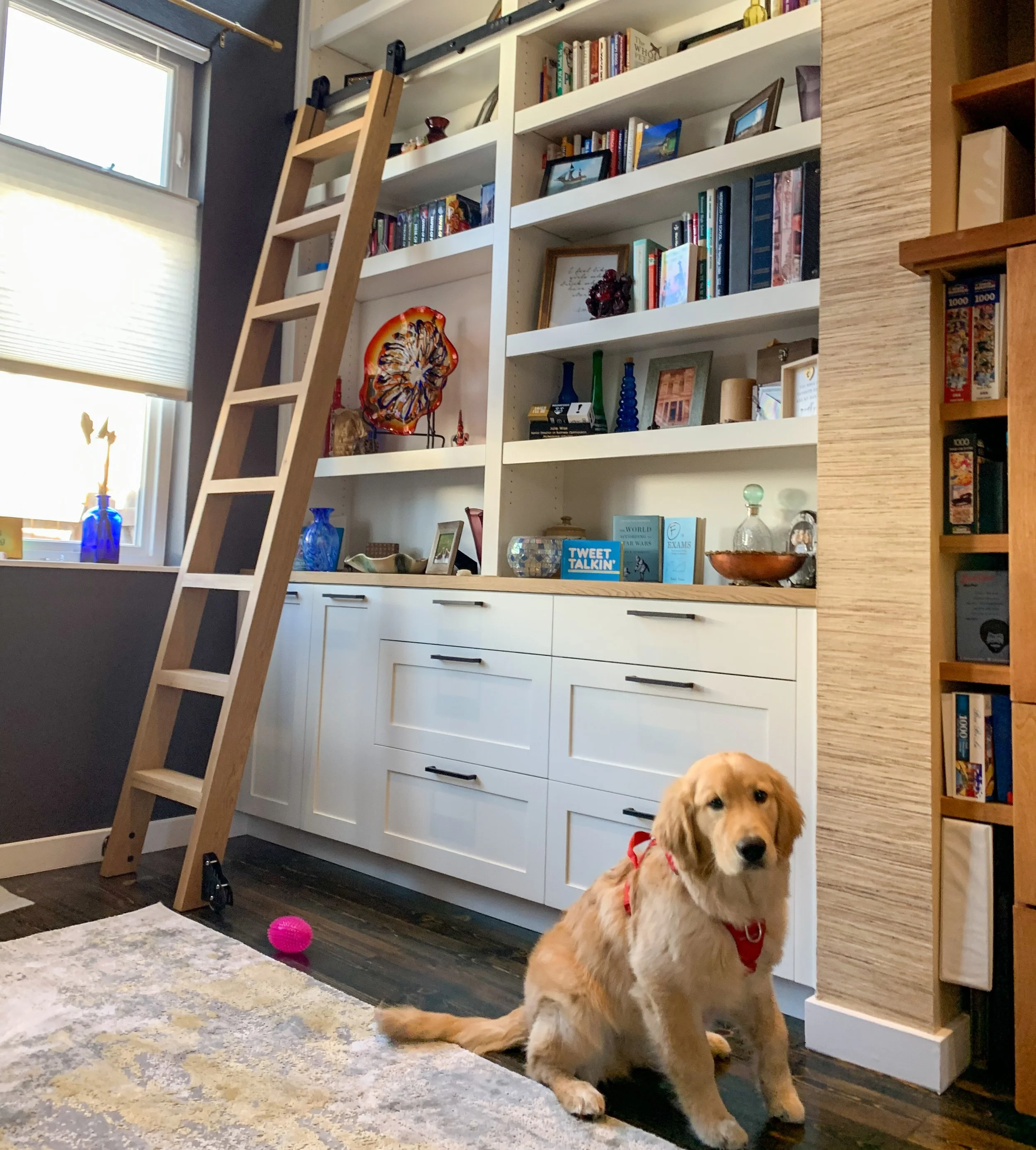 A golden retriever puppy sitting on a rug in front of a white built-in bookshelf filled with books, decorative items, and framed pictures. A wooden ladder leans against the bookshelf, and a window with blinds is on the left side of the image. A pink 
