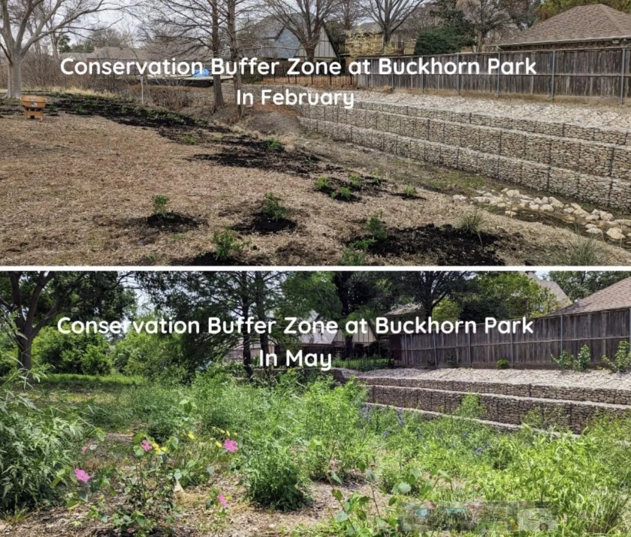 Comparison of a garden at Buckhorn Park showing plant growth and landscape changes from February to May.