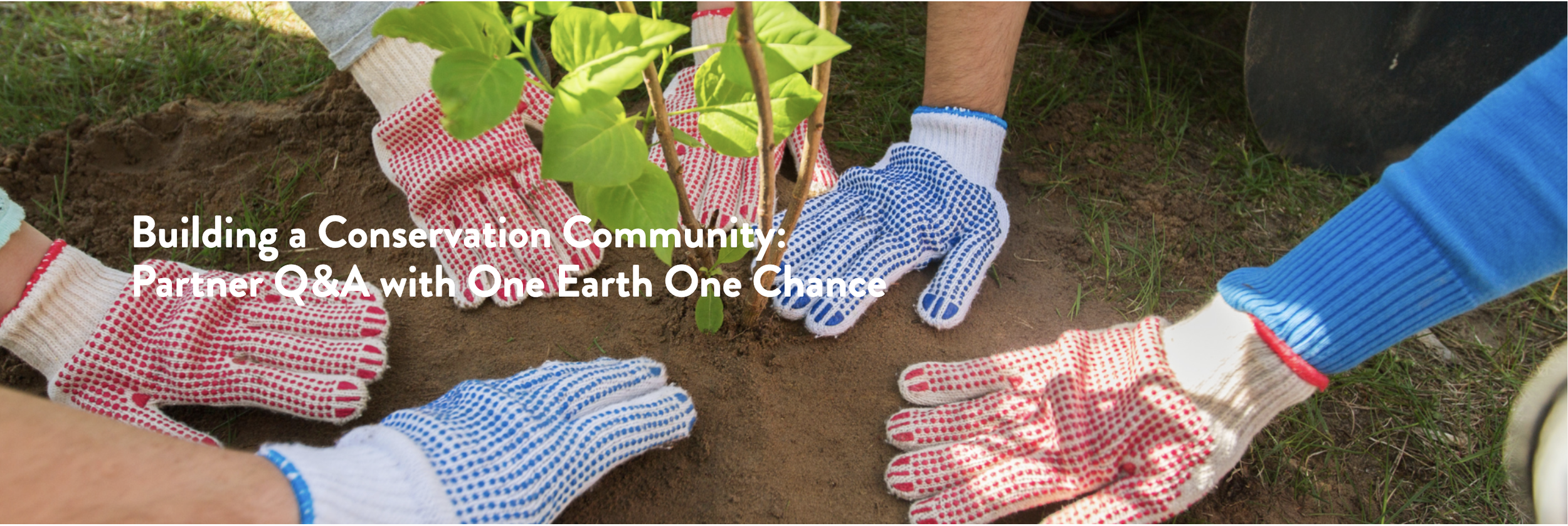 People wearing gardening gloves planting a young tree into the soil in a garden.