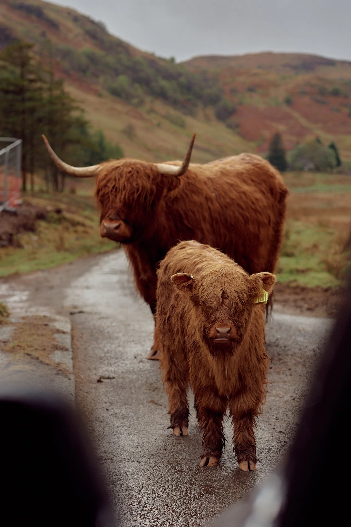 HG_TheHighlands_Argyll&Bute_089.jpg