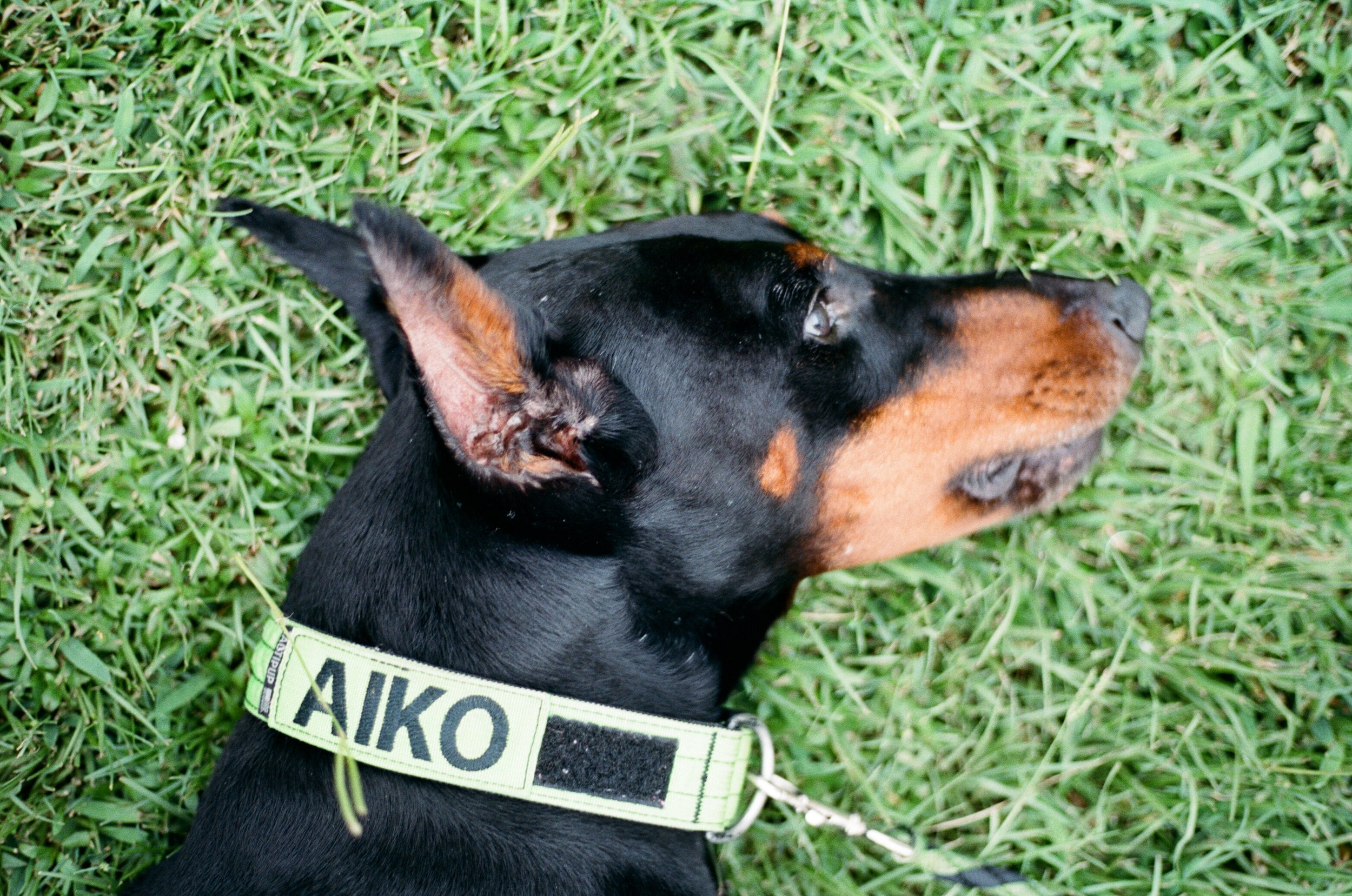 aiko-12.jpg