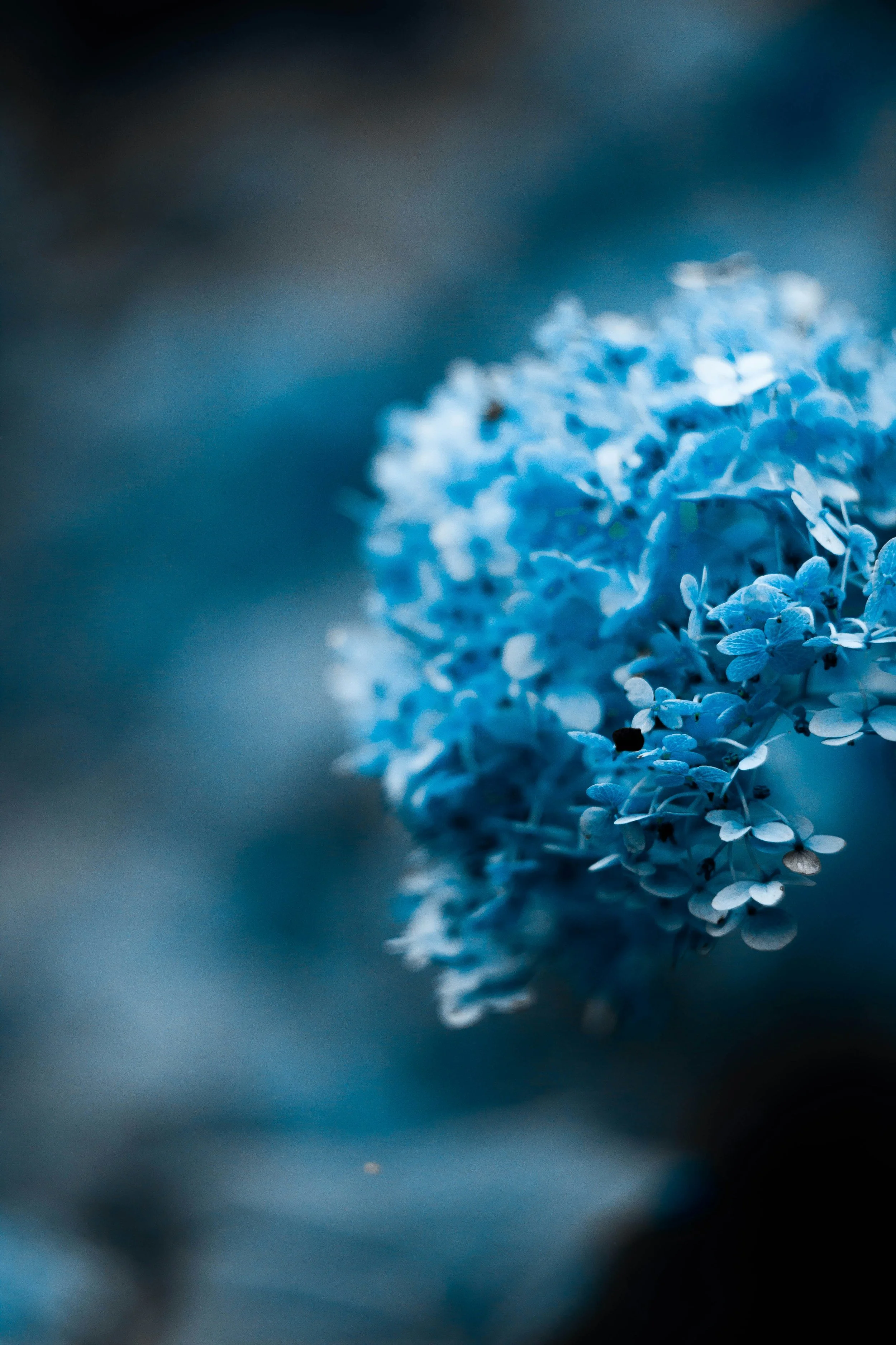 Blue Hydrangea - Bleu Marketing Studios
