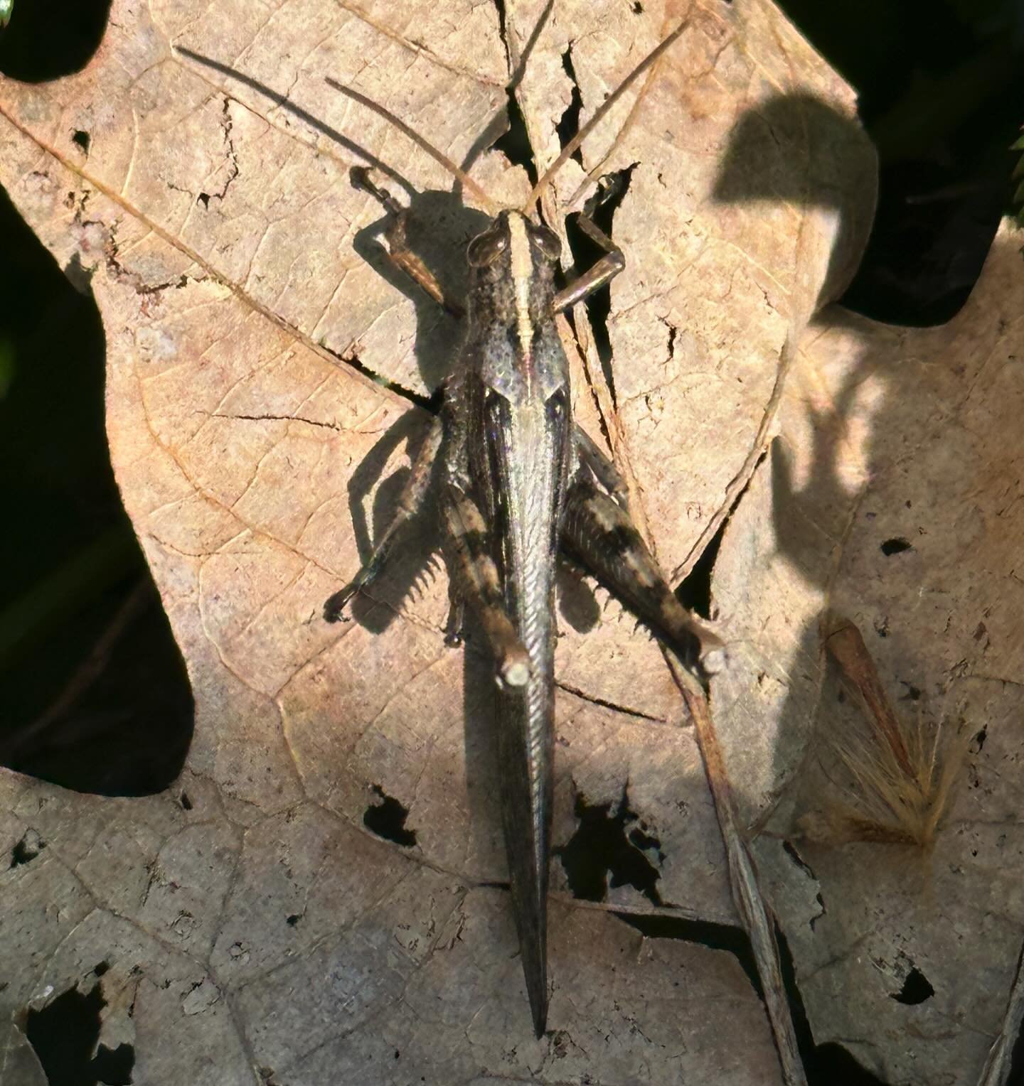 California native 🦗! This is a gray bird grasshopper (Schistocerca nitens) native to Nirth America, from California to Texas and northern Mexico. This little guy was found in Alameda county in March. 

#californiawildlife #california #wildlife #cali