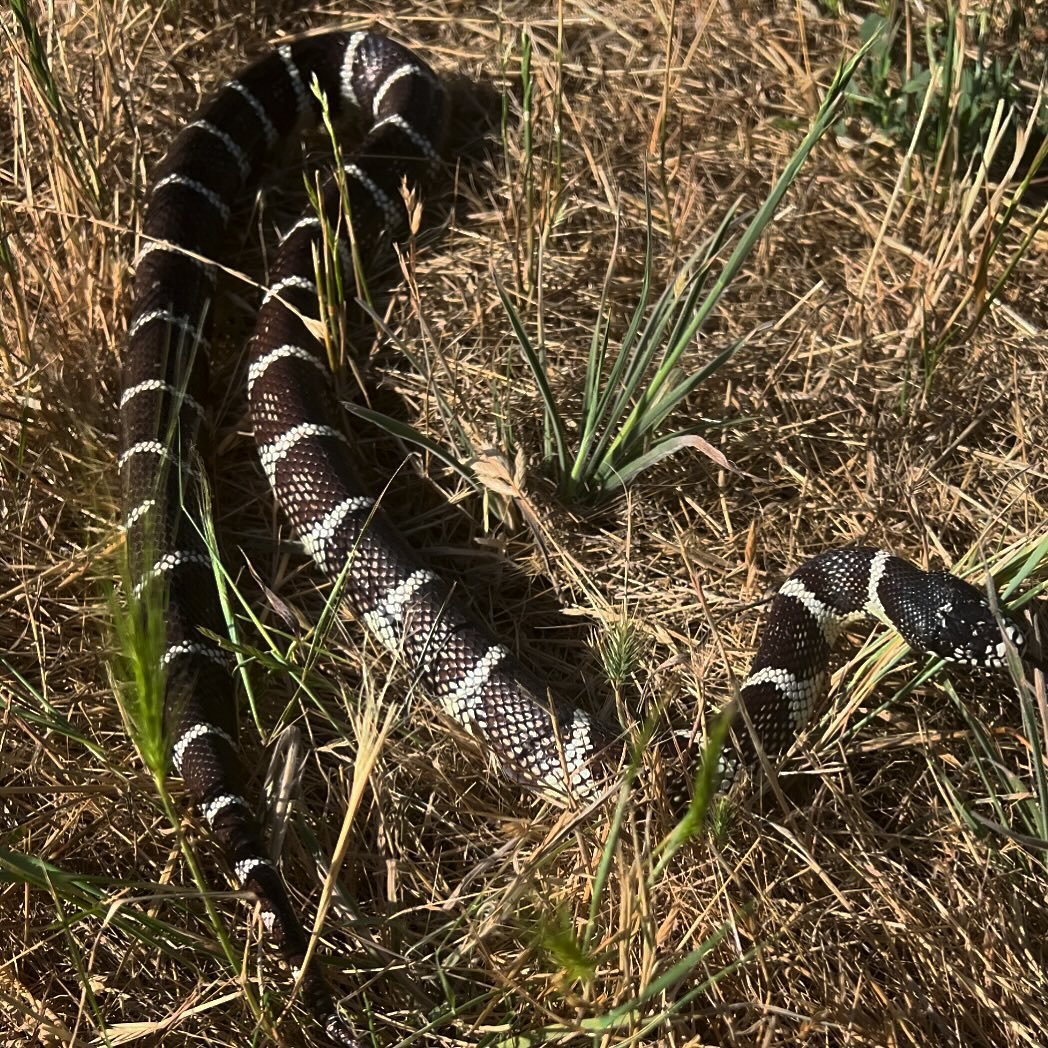 California native 🐍! This is a California kingsnake (Lampropeltis getula californiae) found in Napa county. This species comes in different varieties. Sometimes the white coloration is much more prominent than the black. Sometimes the black is more 