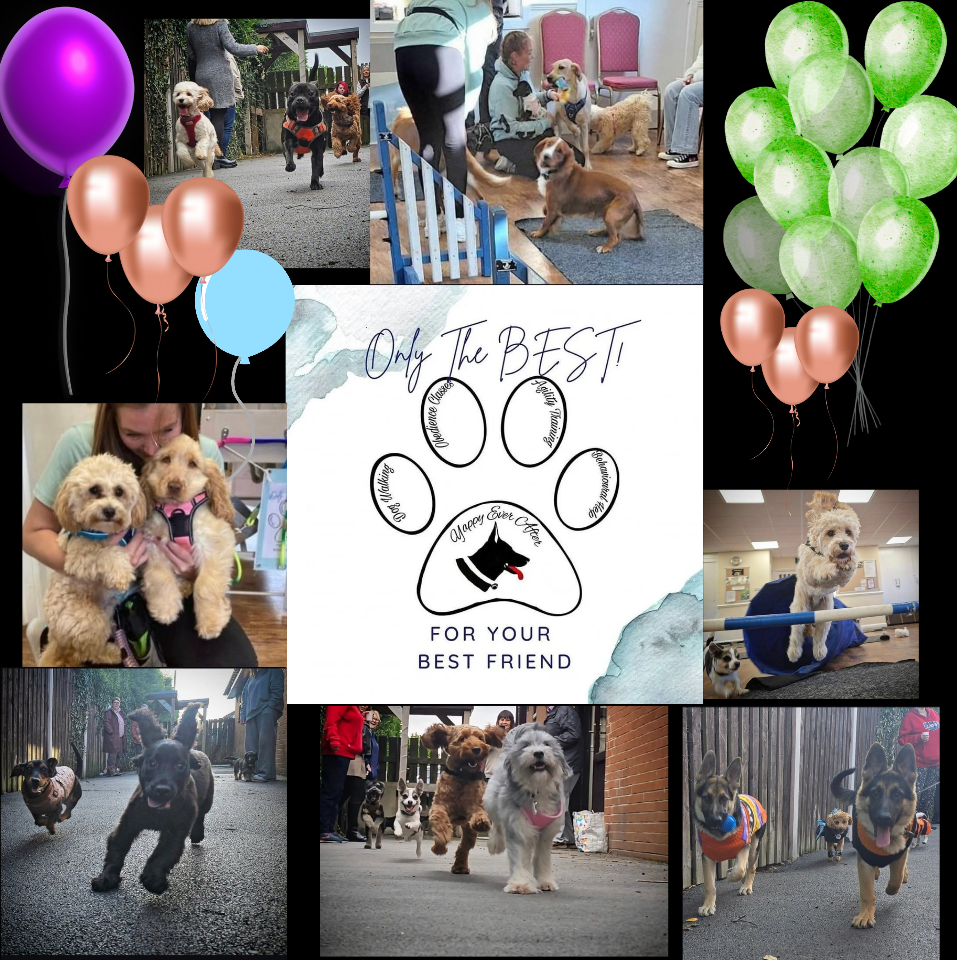 Dogs and puppies parties