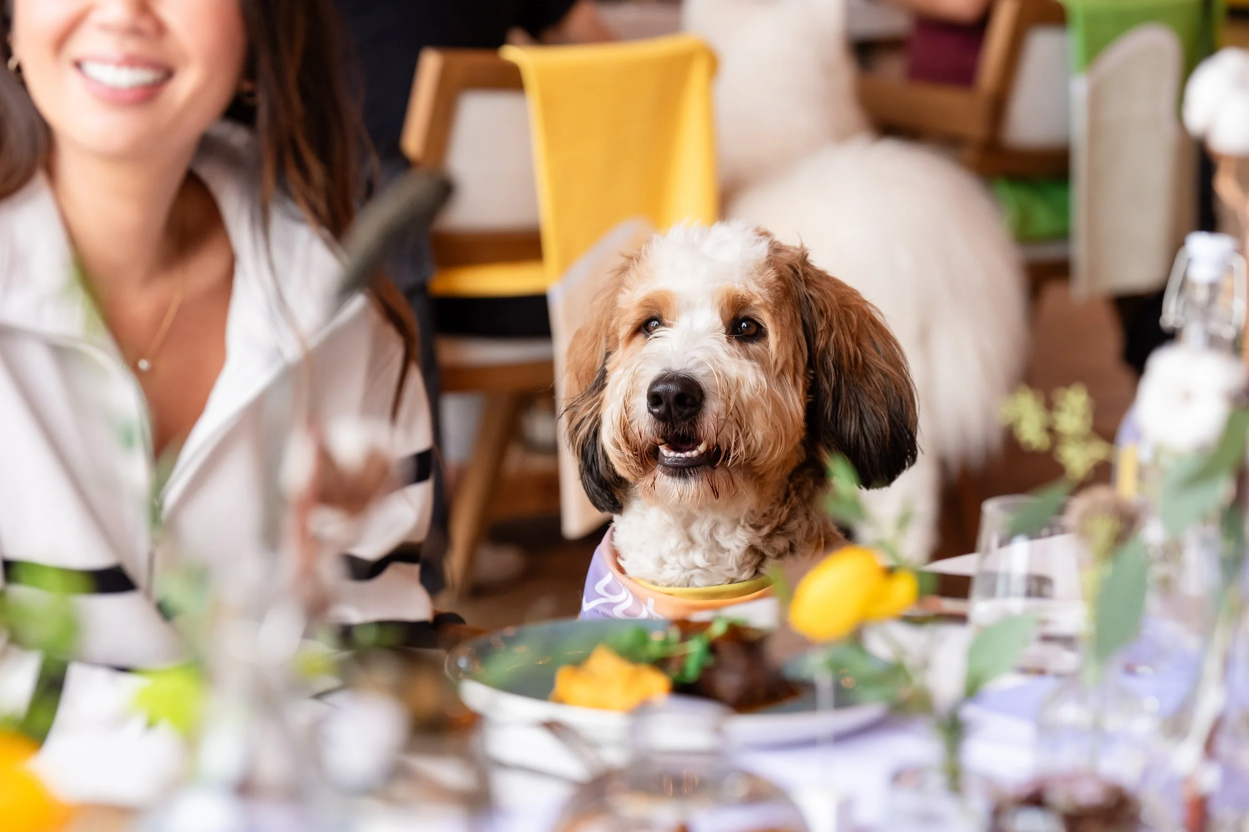 Happy dog sitting at a table during the Gutsy – The Hive event, wearing a colorful bandana and enjoying the lively atmosphere.