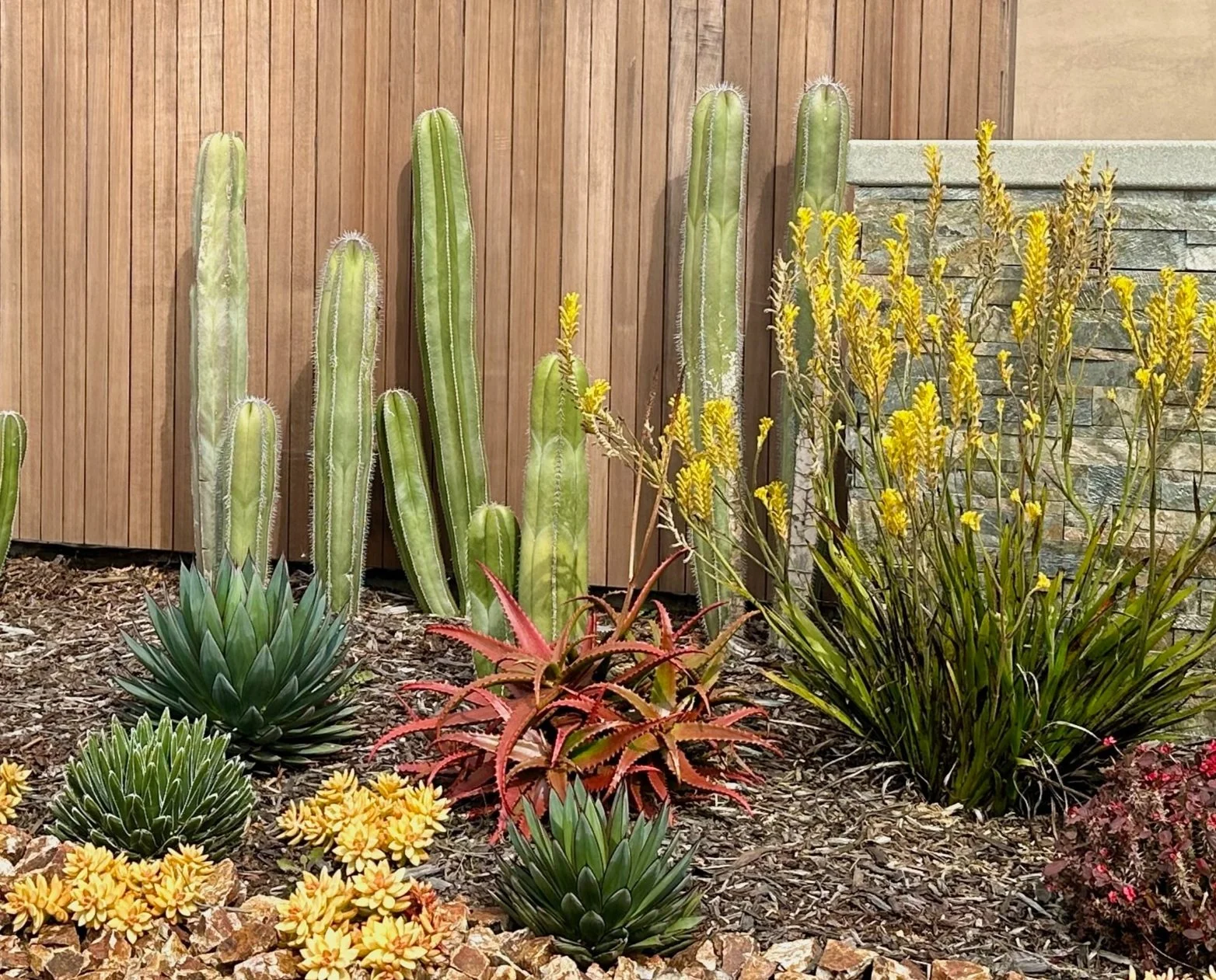 A desert garden with various succulents and cacti, including tall green cacti, red-tinted succulents, and blooming yellow flowers, set against a wooden and stone wall background.