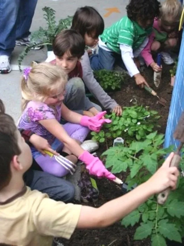 Krista Percival Landscape Design organizing Kindergarteners at Skyline School in Solana Beach, Ca. Krista designed the garden and organized the parents to install it.