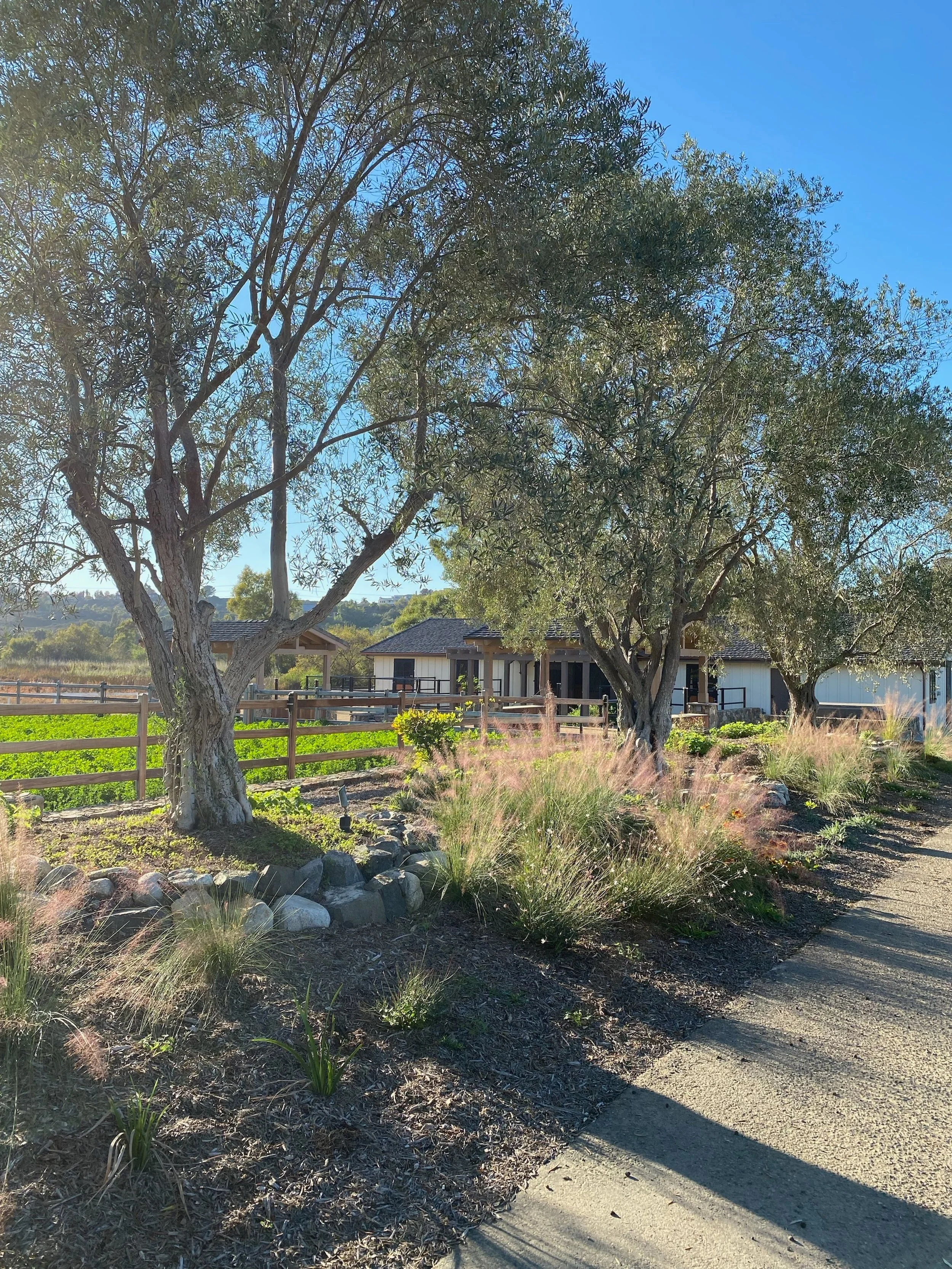 Landscape view of large trees with green leaves, a garden with plants and rocks, a wooden fence, and houses in the background under a blue sky.