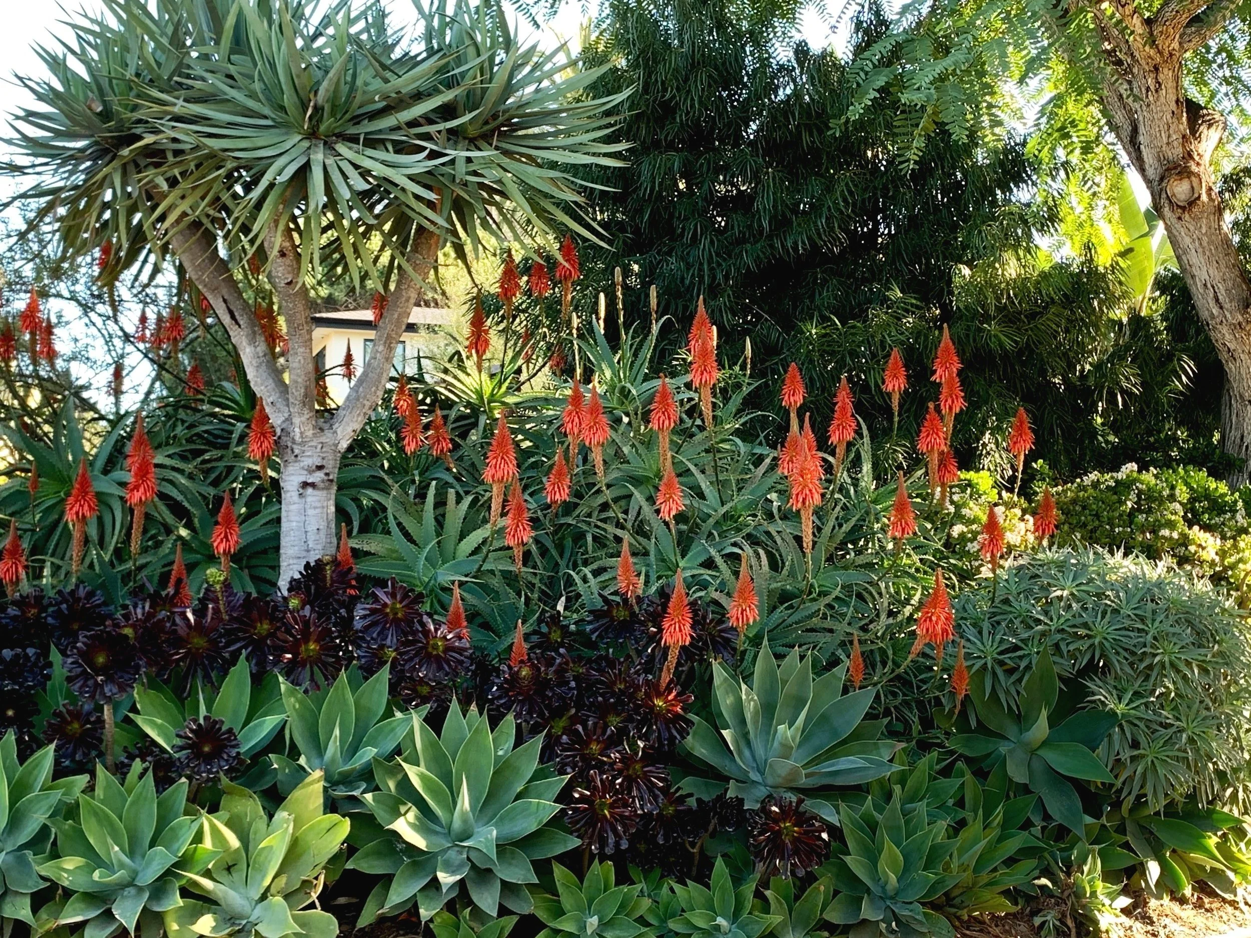 orange flowering  aloes, aeoniums, dragon tree in custom luxury landscape design, Solana Beach, Del Mar, Califronia.