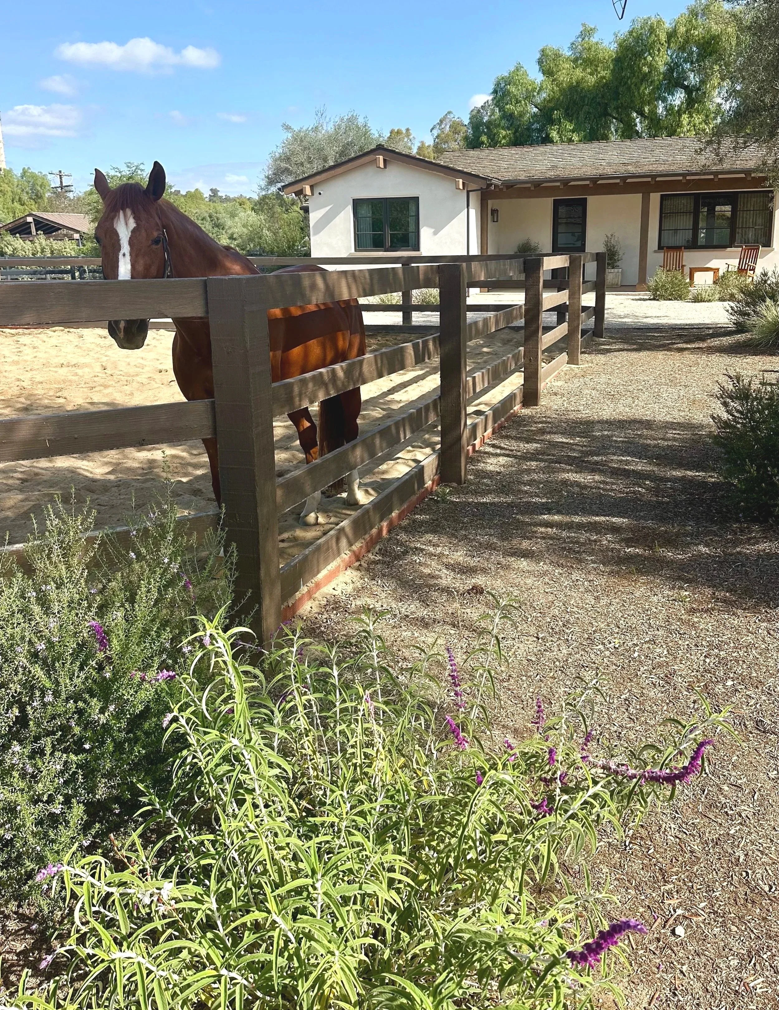 luxury landscape design Rancho Santa Fe, garden design, horse farm design,  gardens are for horses