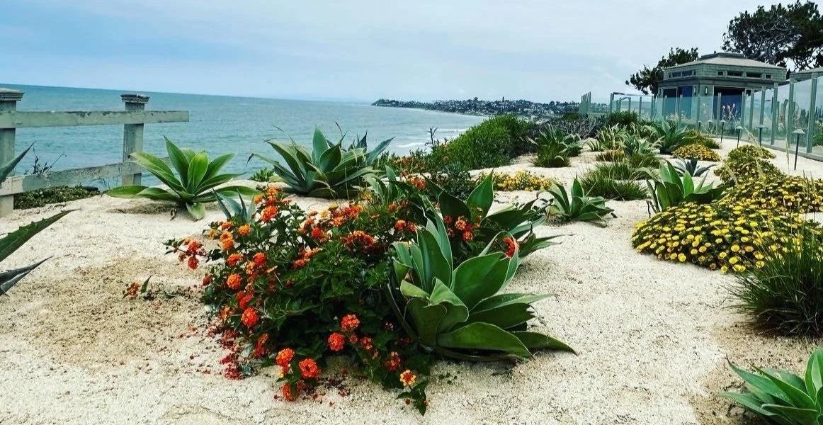 A difficult coastal cliff becomes a natural and beautiful part of the view.