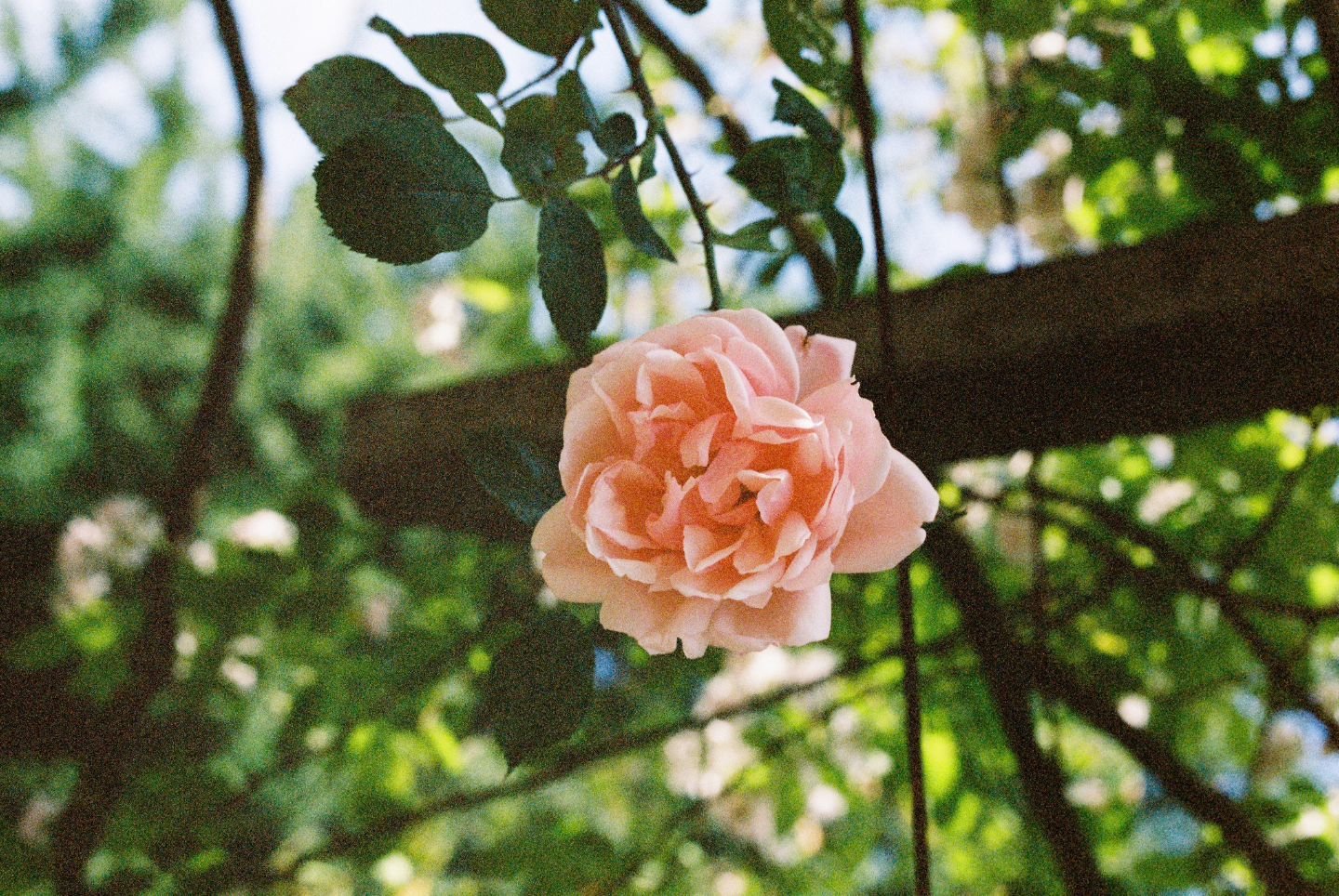 The snow will disappear, and the flowers will bloom again. In the meantime, enjoy these beautiful film photos from my trip to the Rose Garden in Stanley Park last June.
