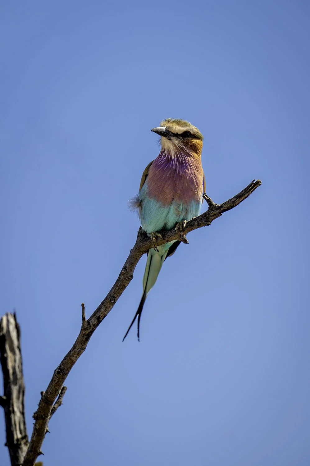 Lilac-Breasted Roller