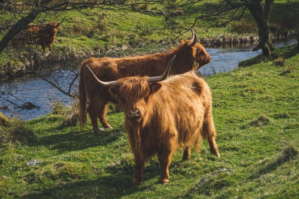 highland cow.jpg