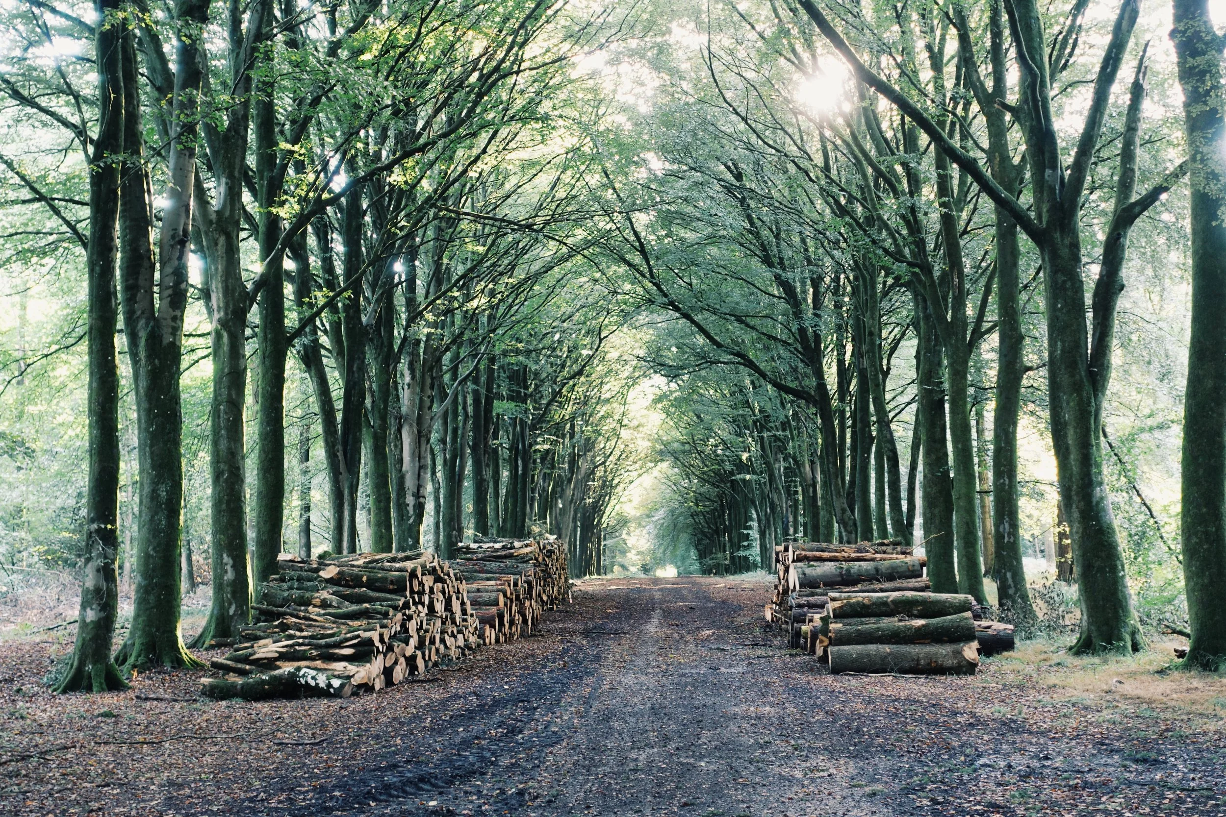 A dirt path through a dense, green forest with stacks of cut logs on either side.