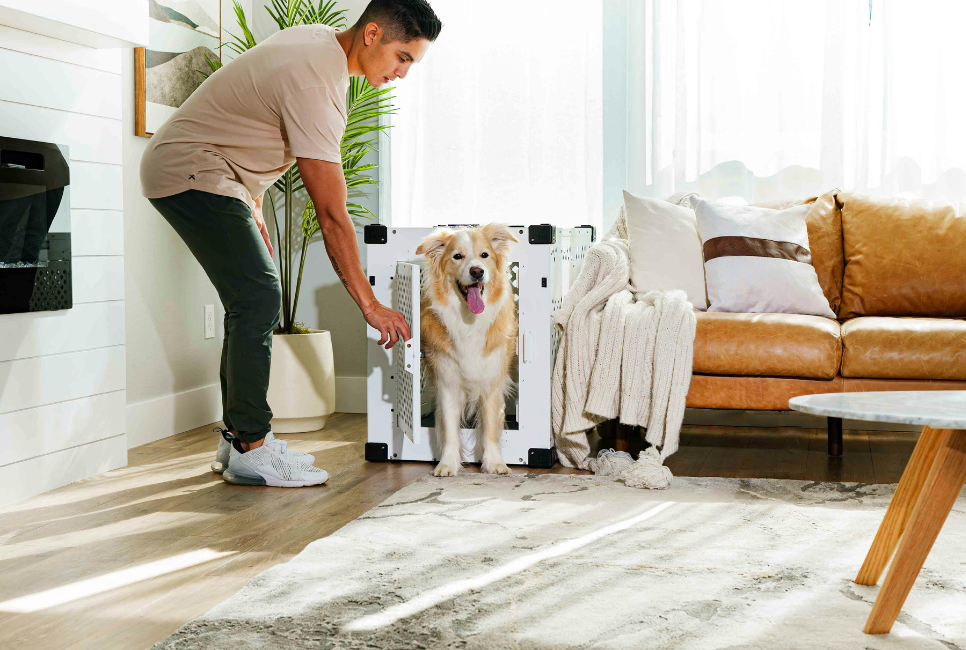 🤔 Is This Truly A Safe Space For Dogs?