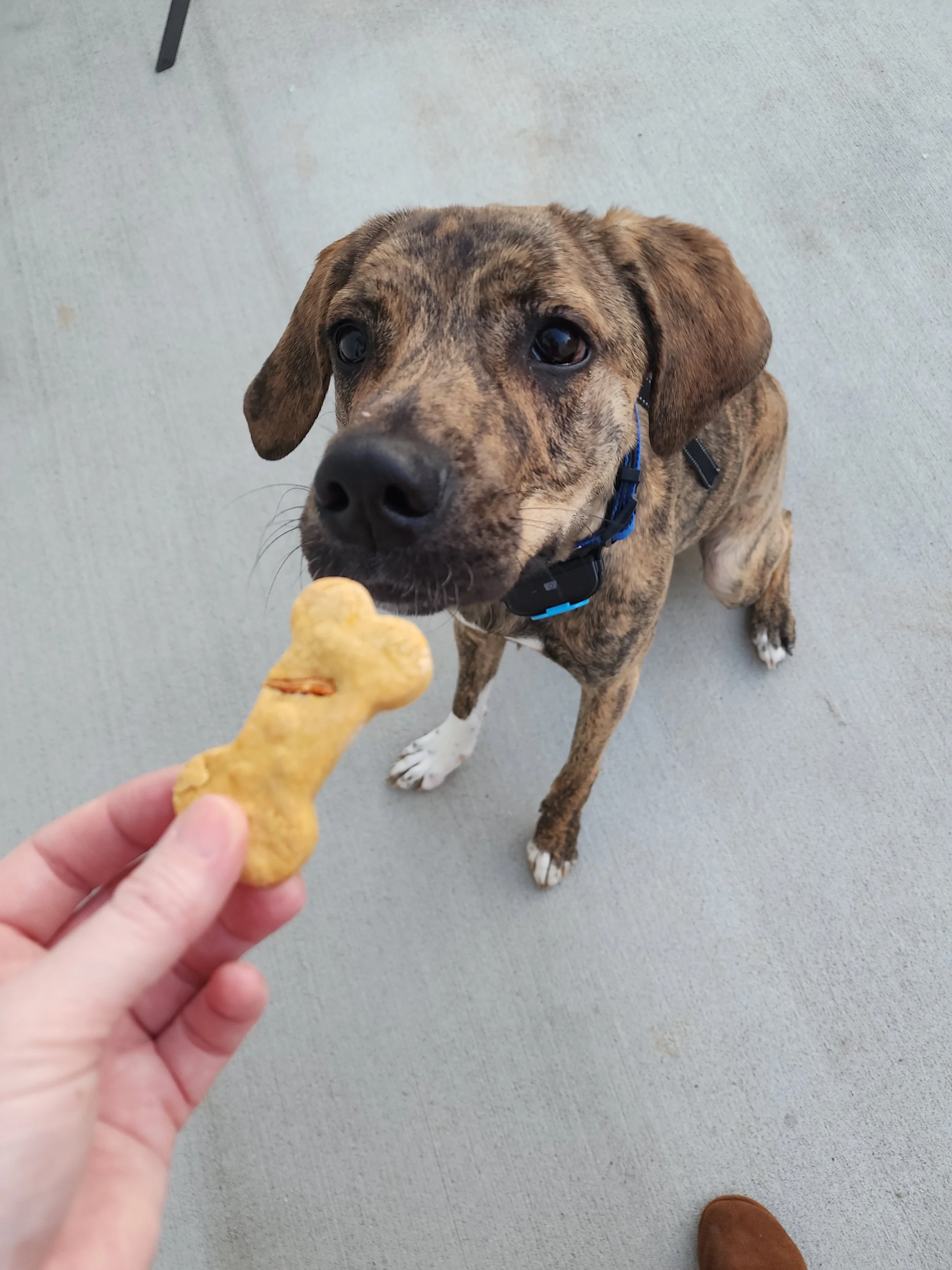 Are Homemade Treats Really Better?