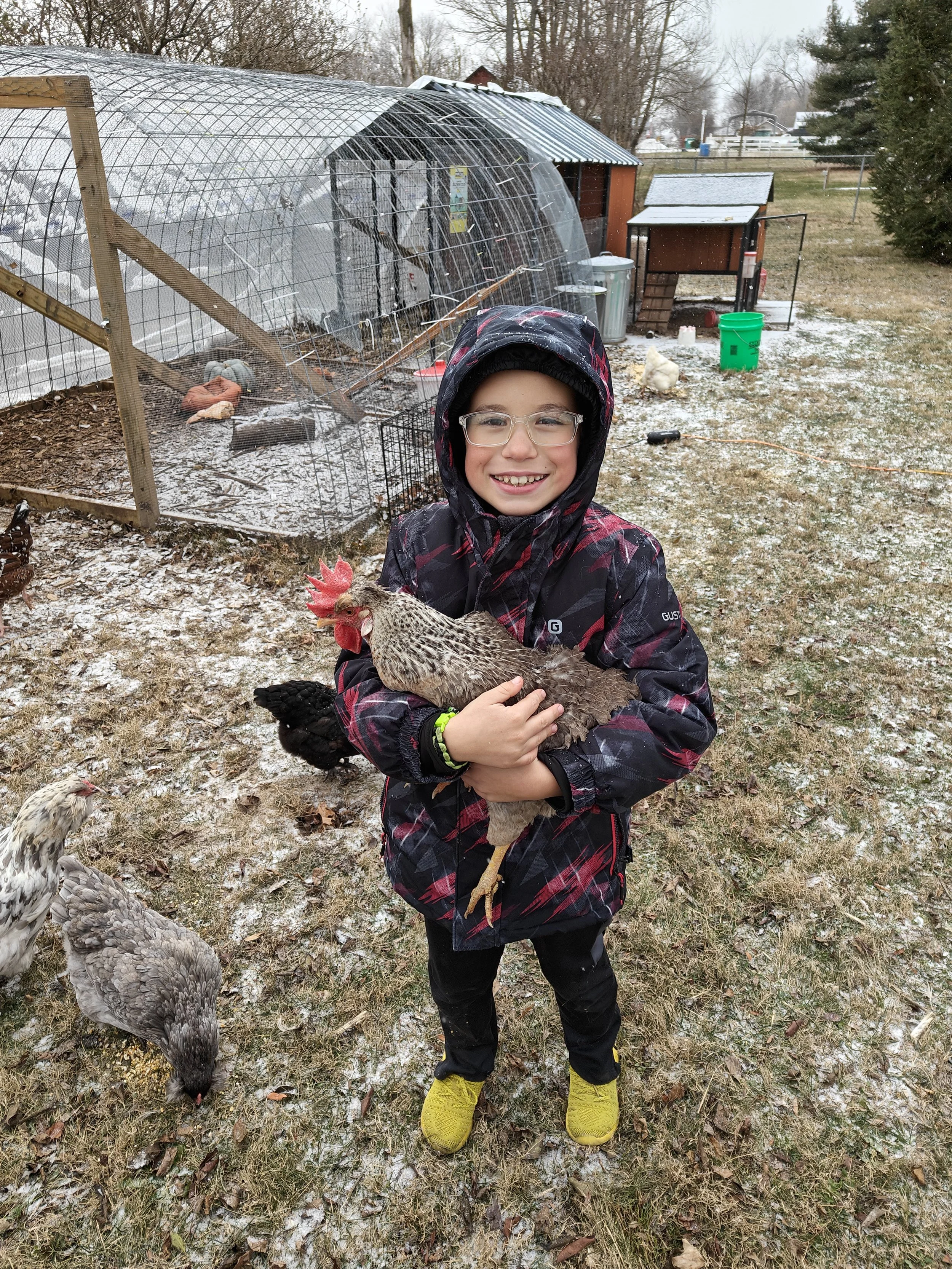 🐔 These Chickens Are More Than “Just” Birds…