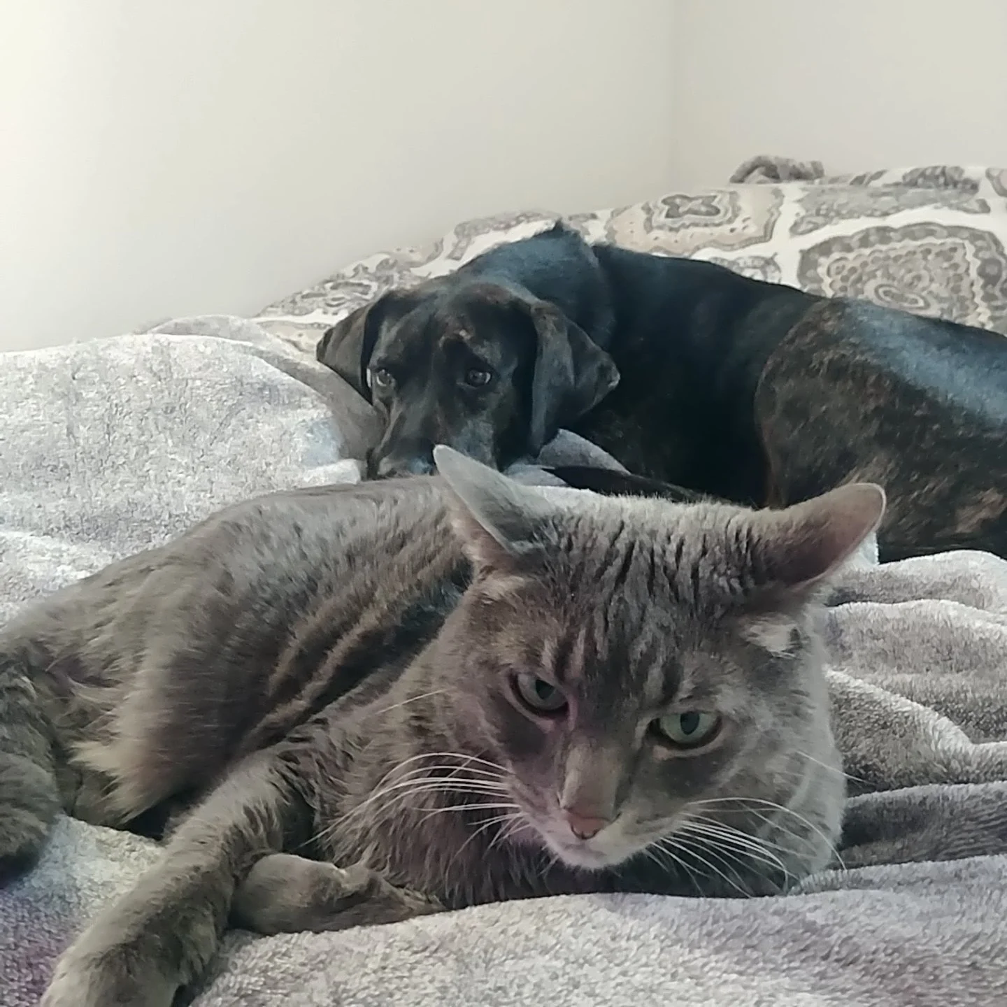 Why Rescues Make The Best Pets