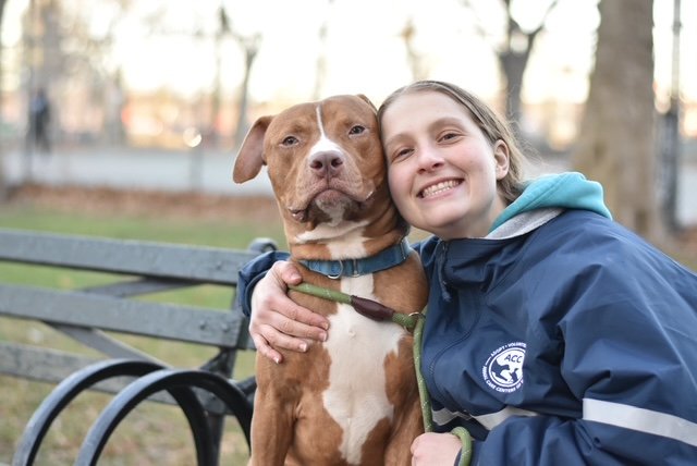 🤔Do Shelter Dogs Deserve A Second Chance?