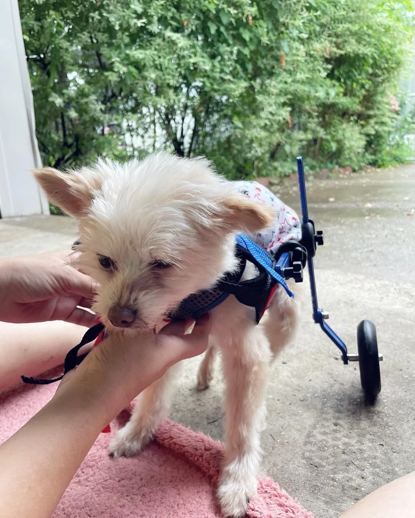 🤷 Are disabled dogs really adoptable?