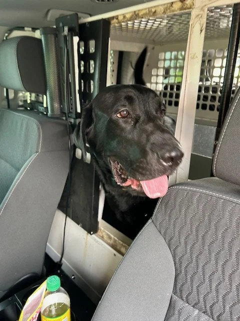🚓 Can a stray dog be trusted with an important job?
